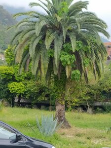 Сияние Солнца