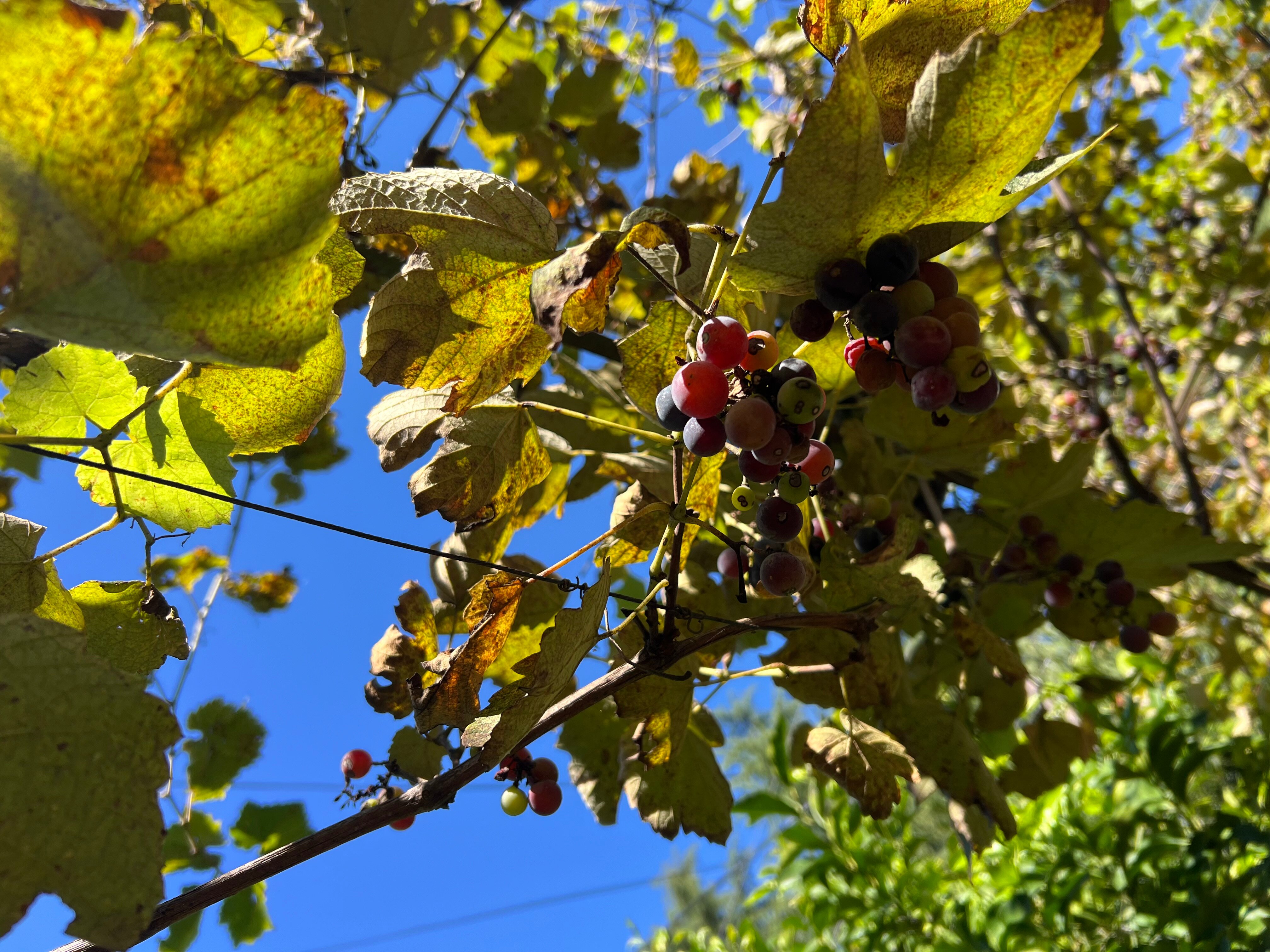 Фото Сосновый рай