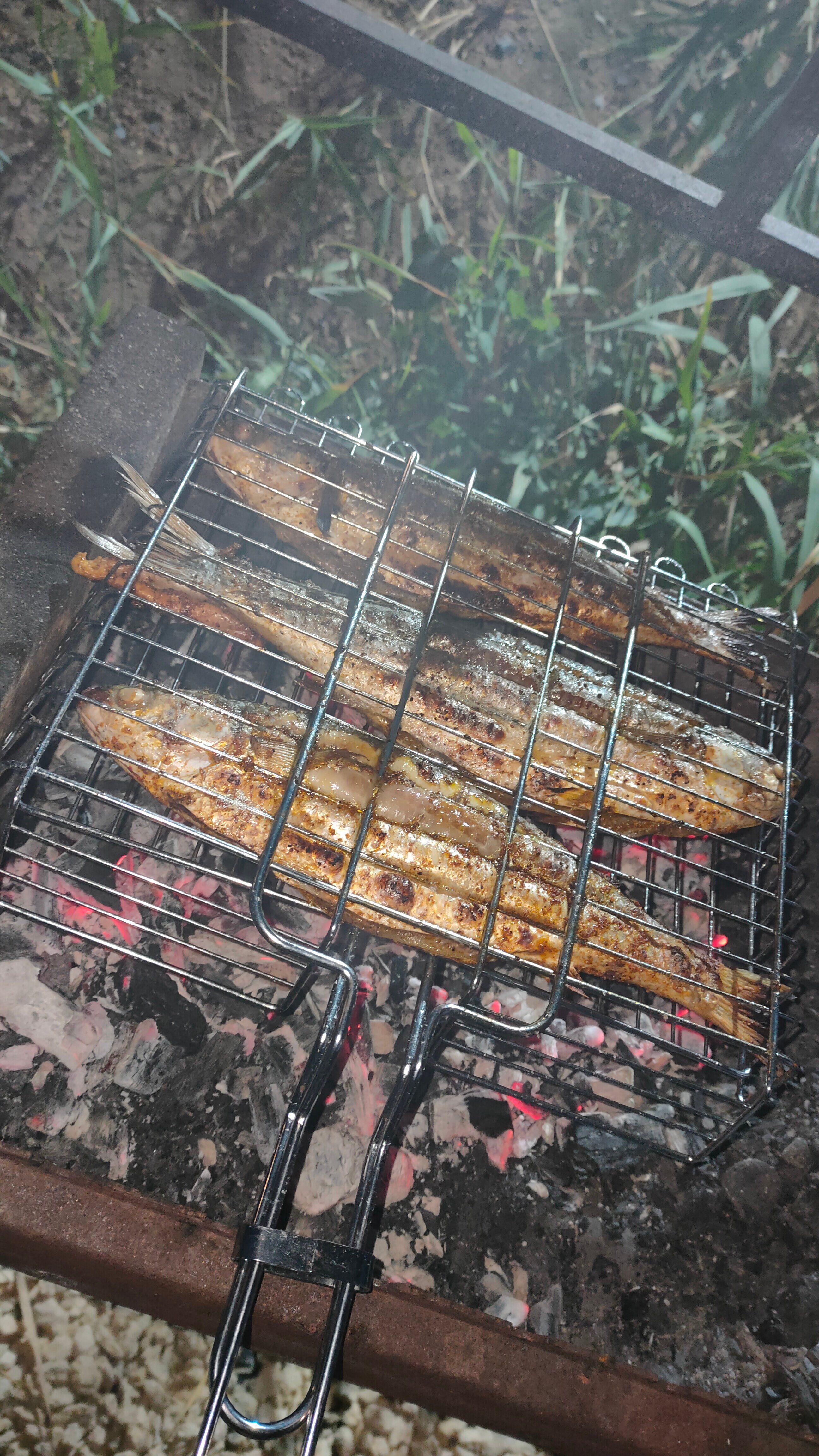 Фото Коралловая