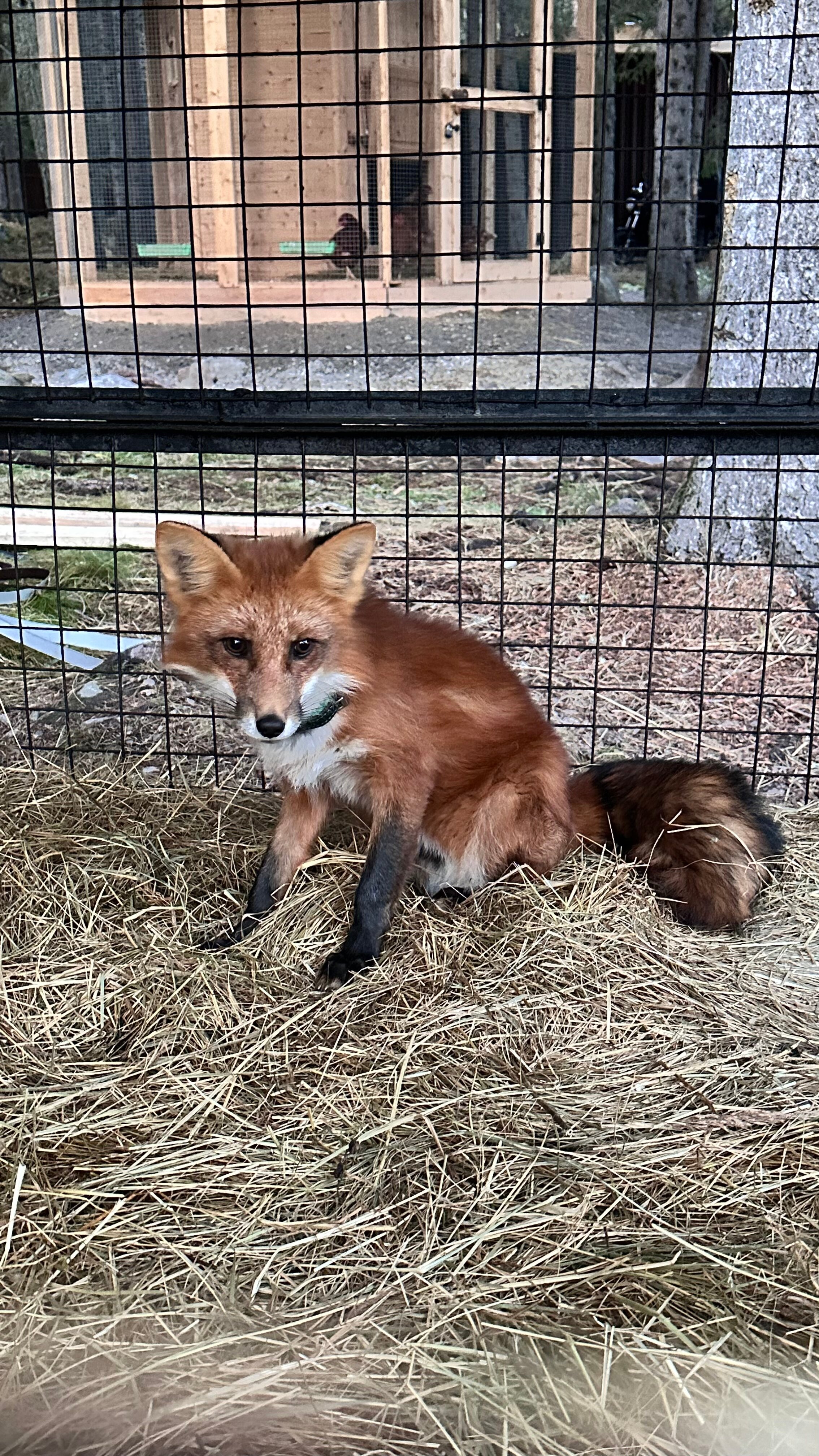 Фото Cedar Grass Белое море