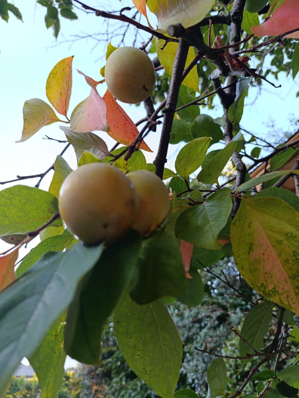 Фото 93044614489