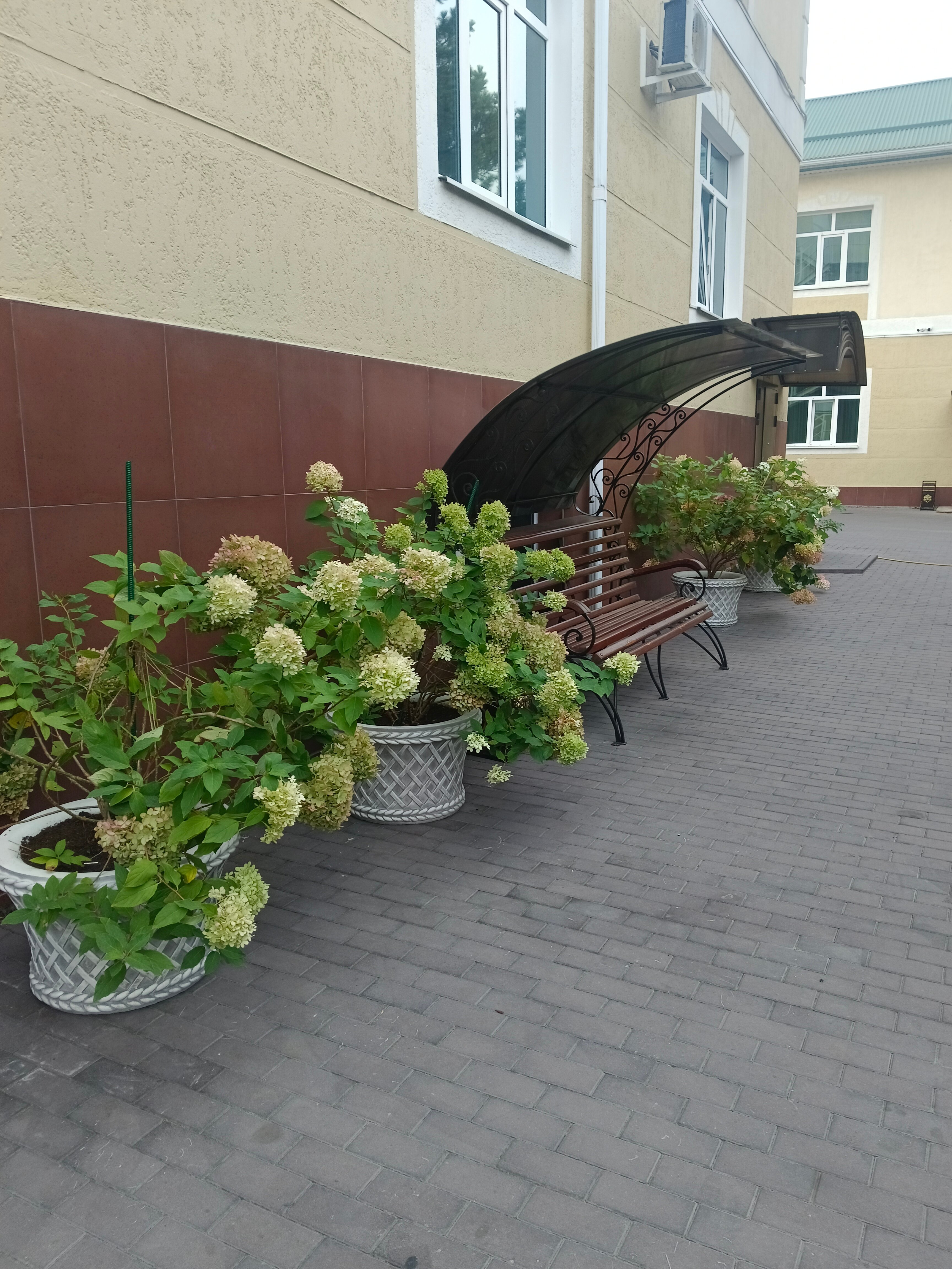 Фото Эдельвейс