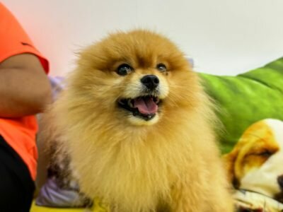 Veterinary clinic Vet In Town, veterinary clinic, Dubai, photo