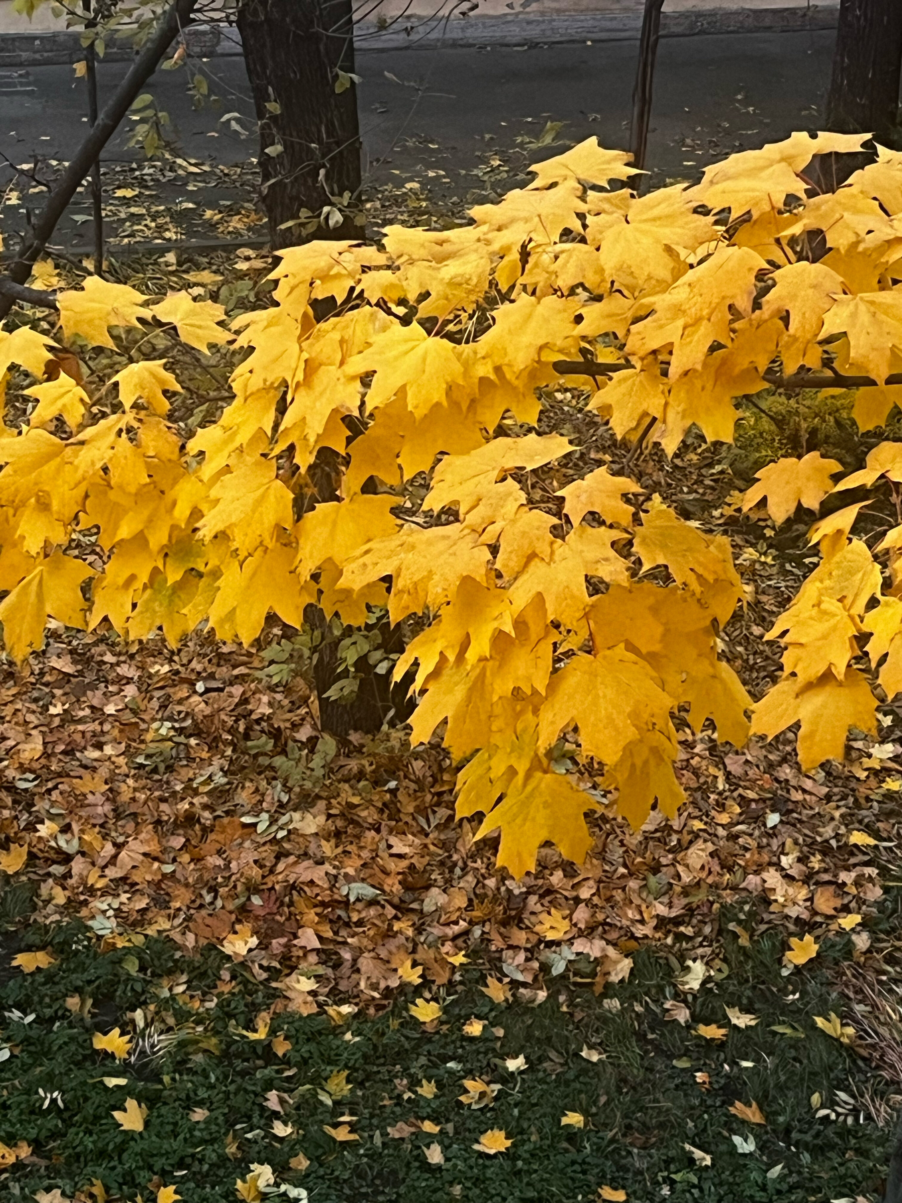 Фото Меридиан