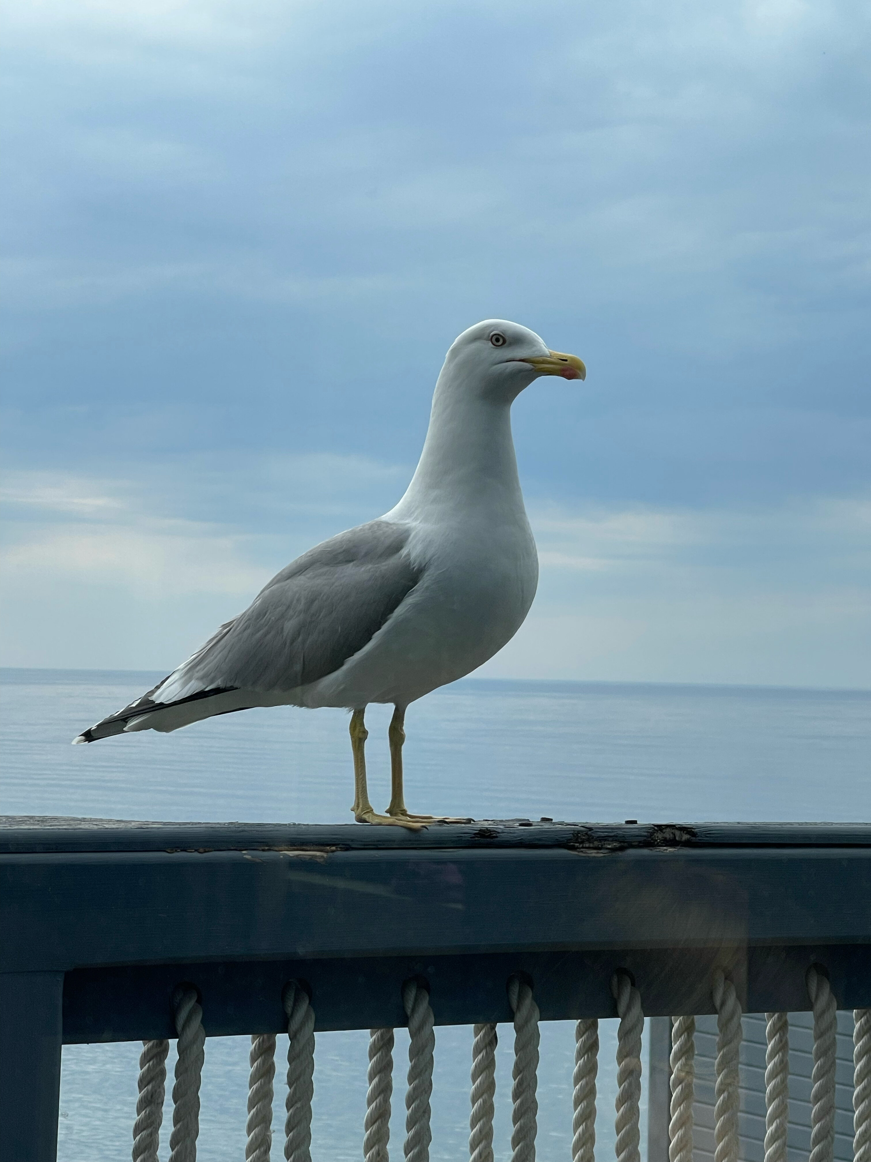 Фото Бунгало Билл