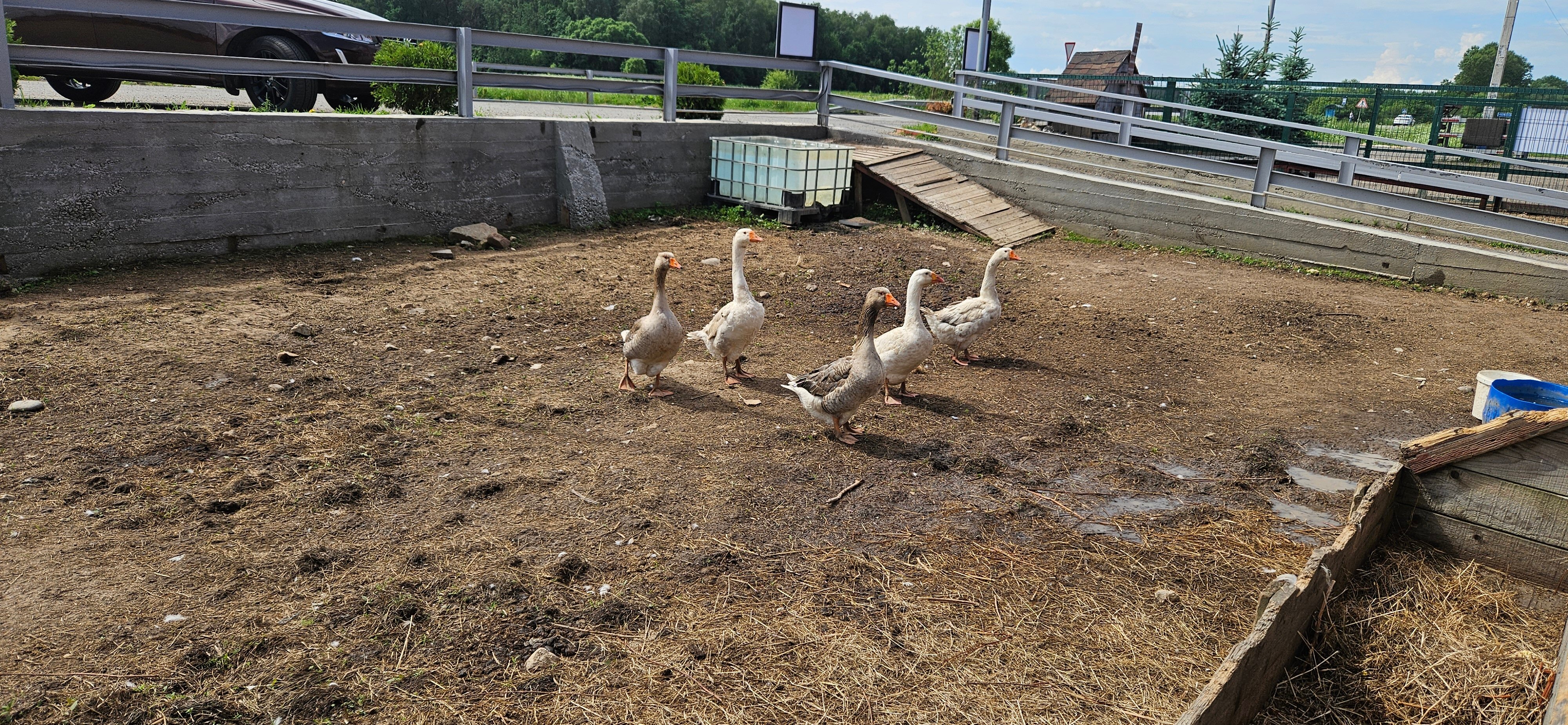 Фото Bereza Country