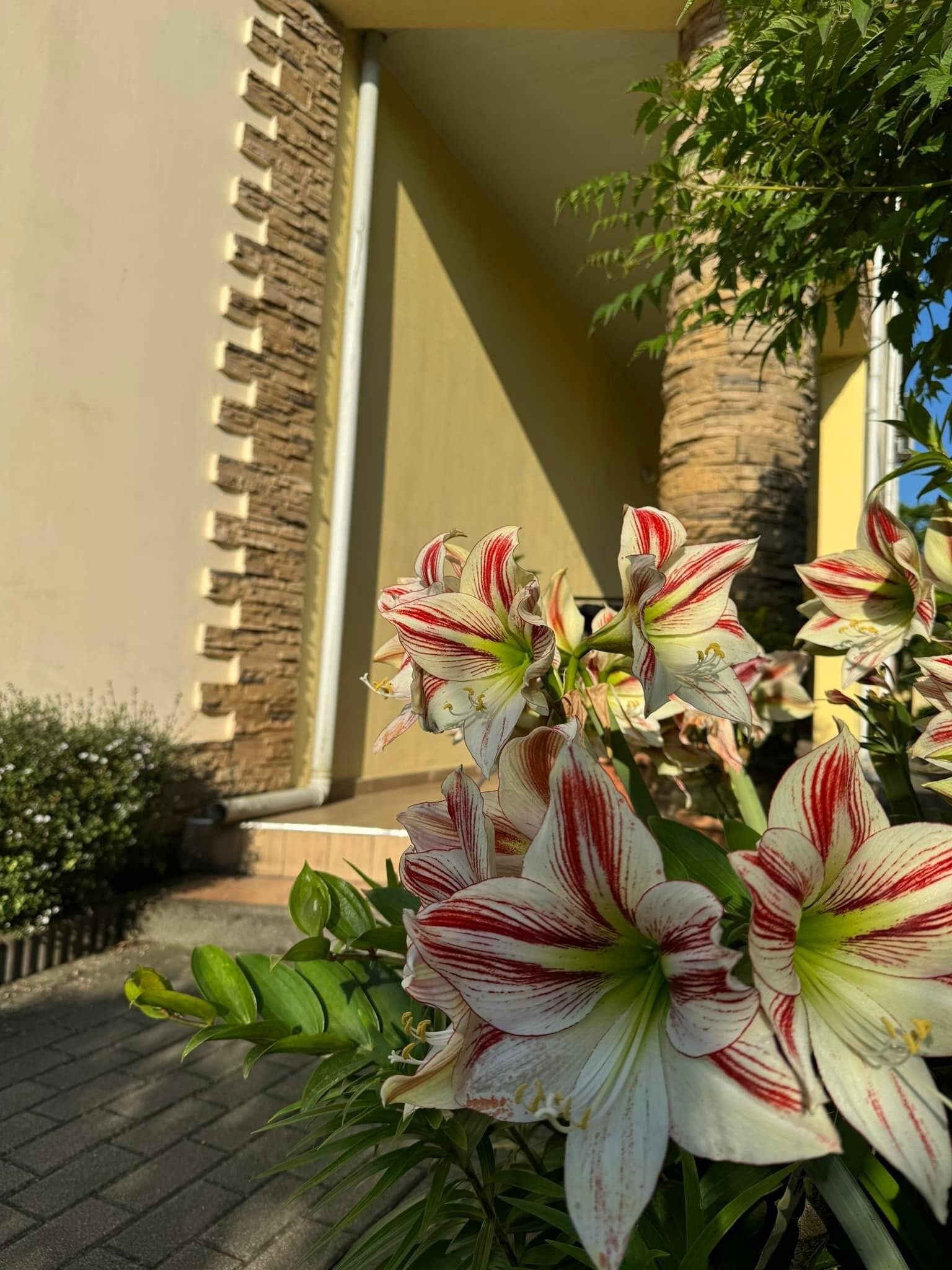 Фото Гостевой Дом Кобулети