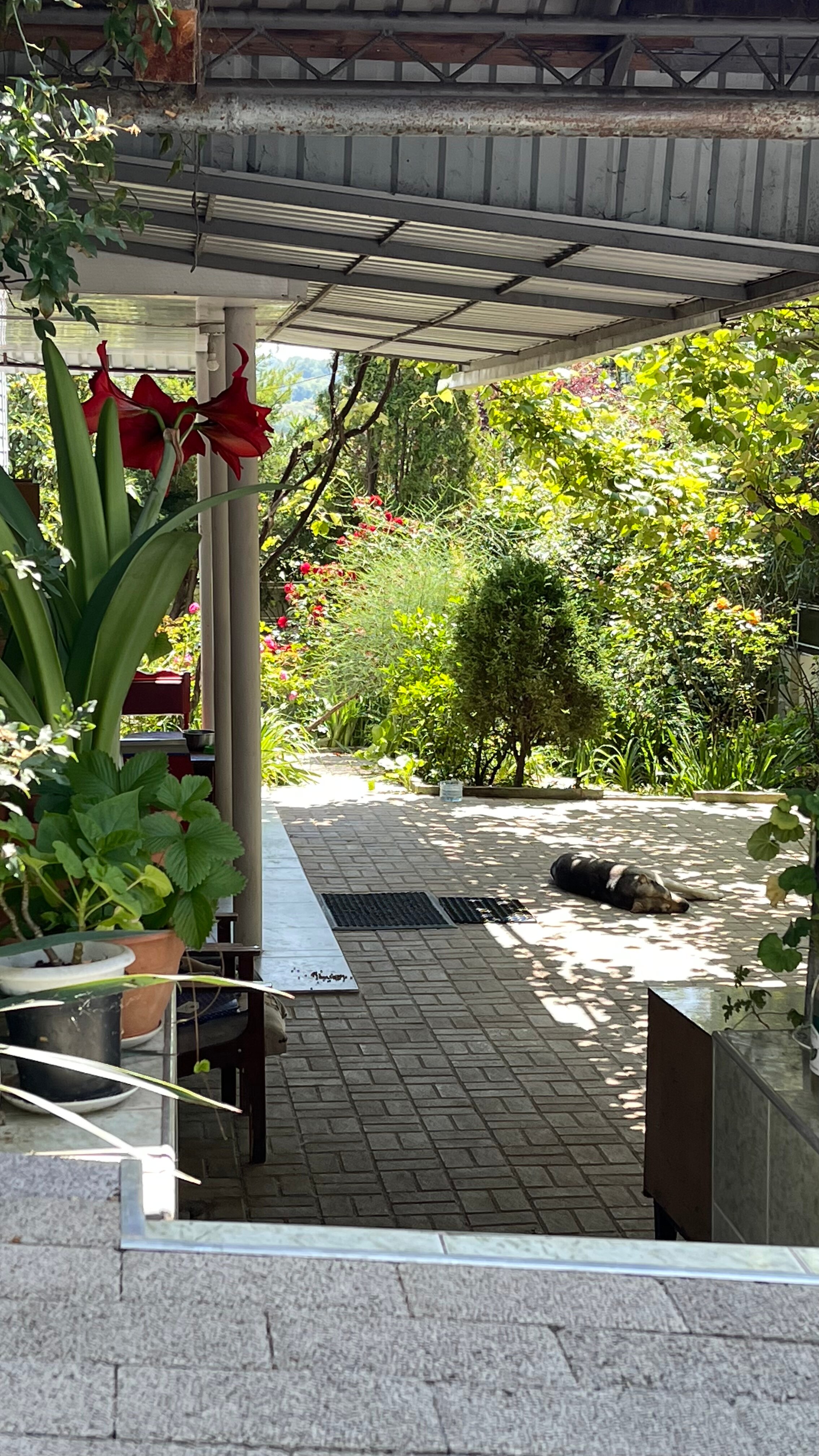 Фото Олеандр