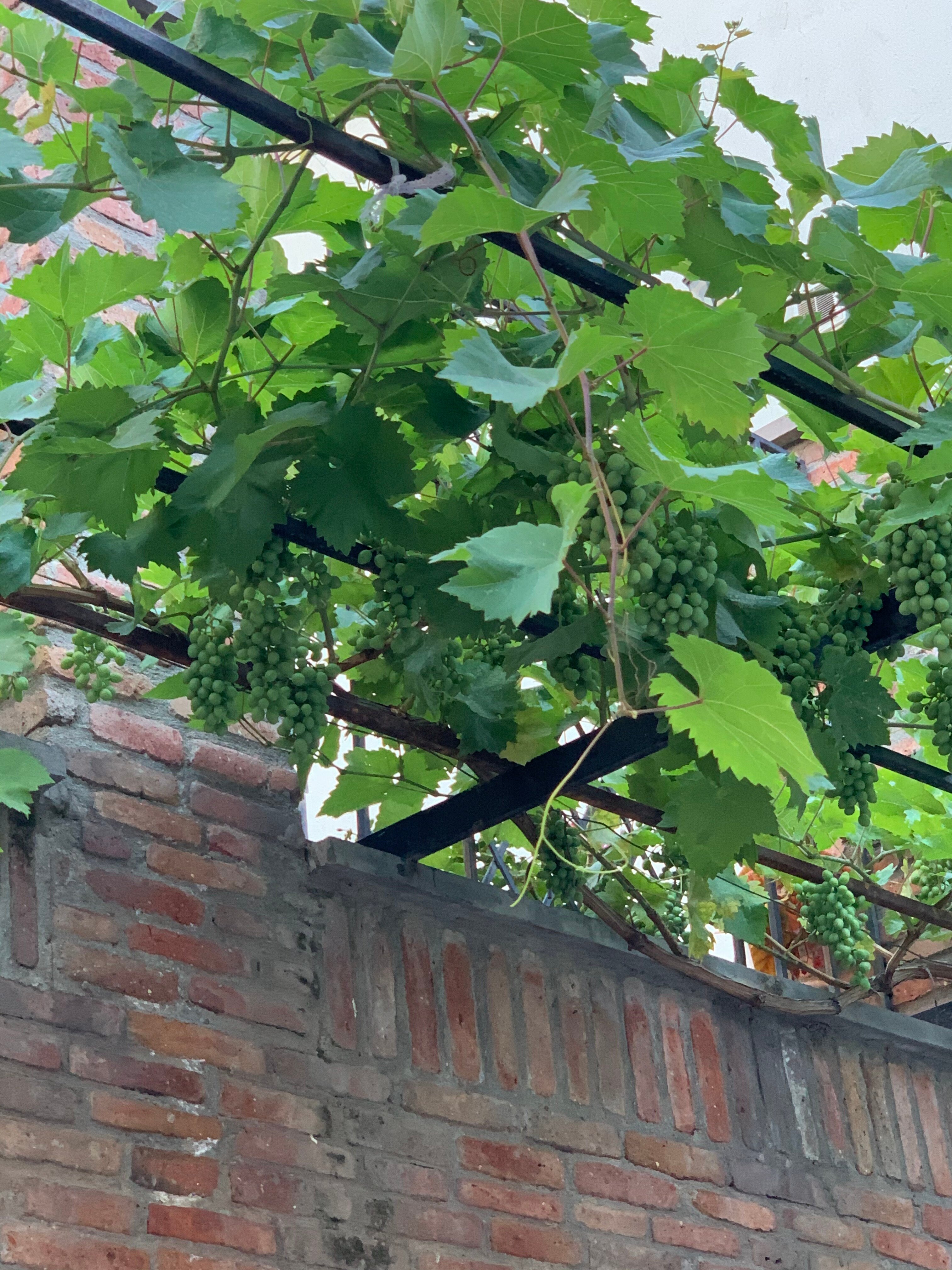 Фото Мини-Отель Betlemi Old Town