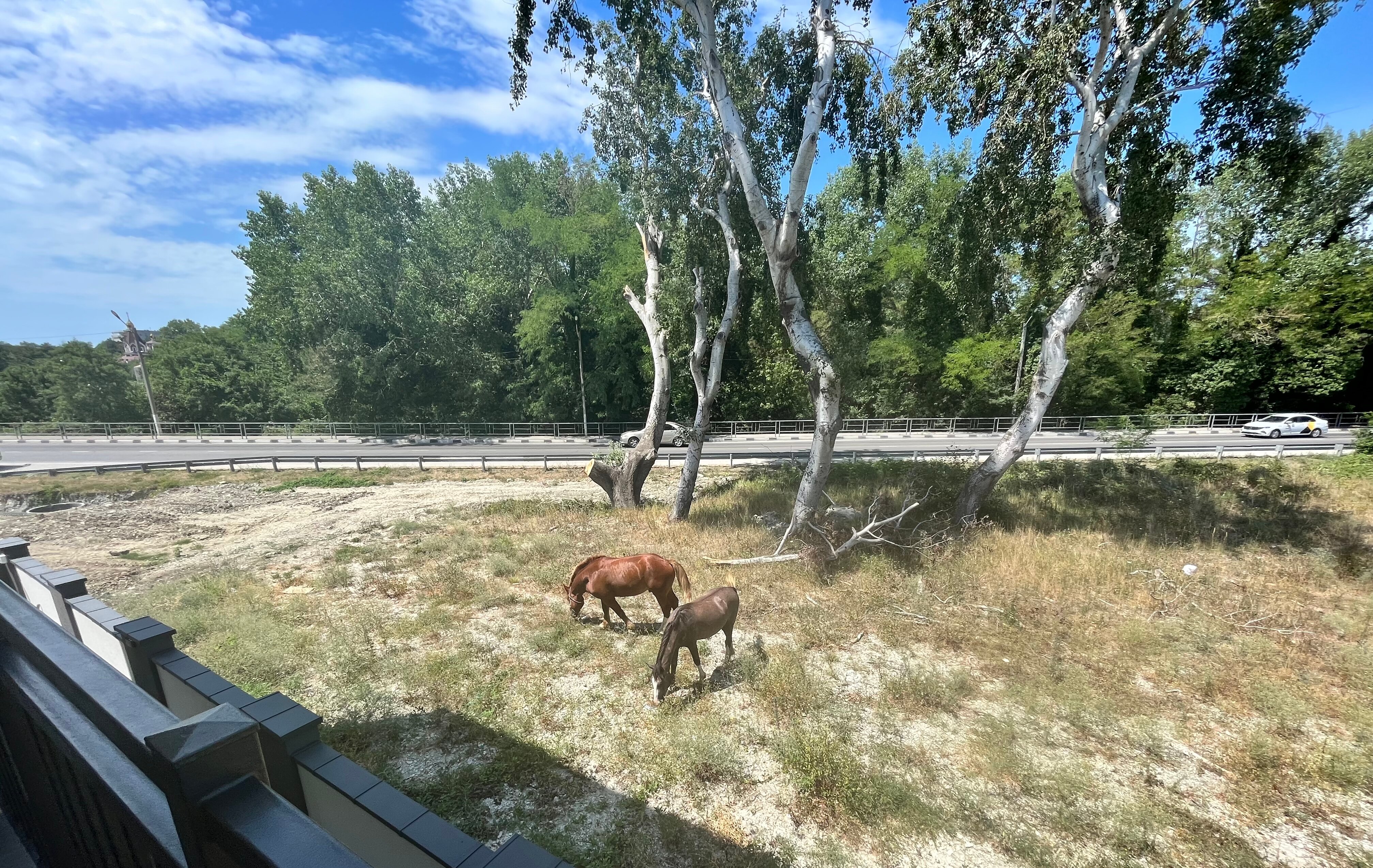 Фото Рафинад