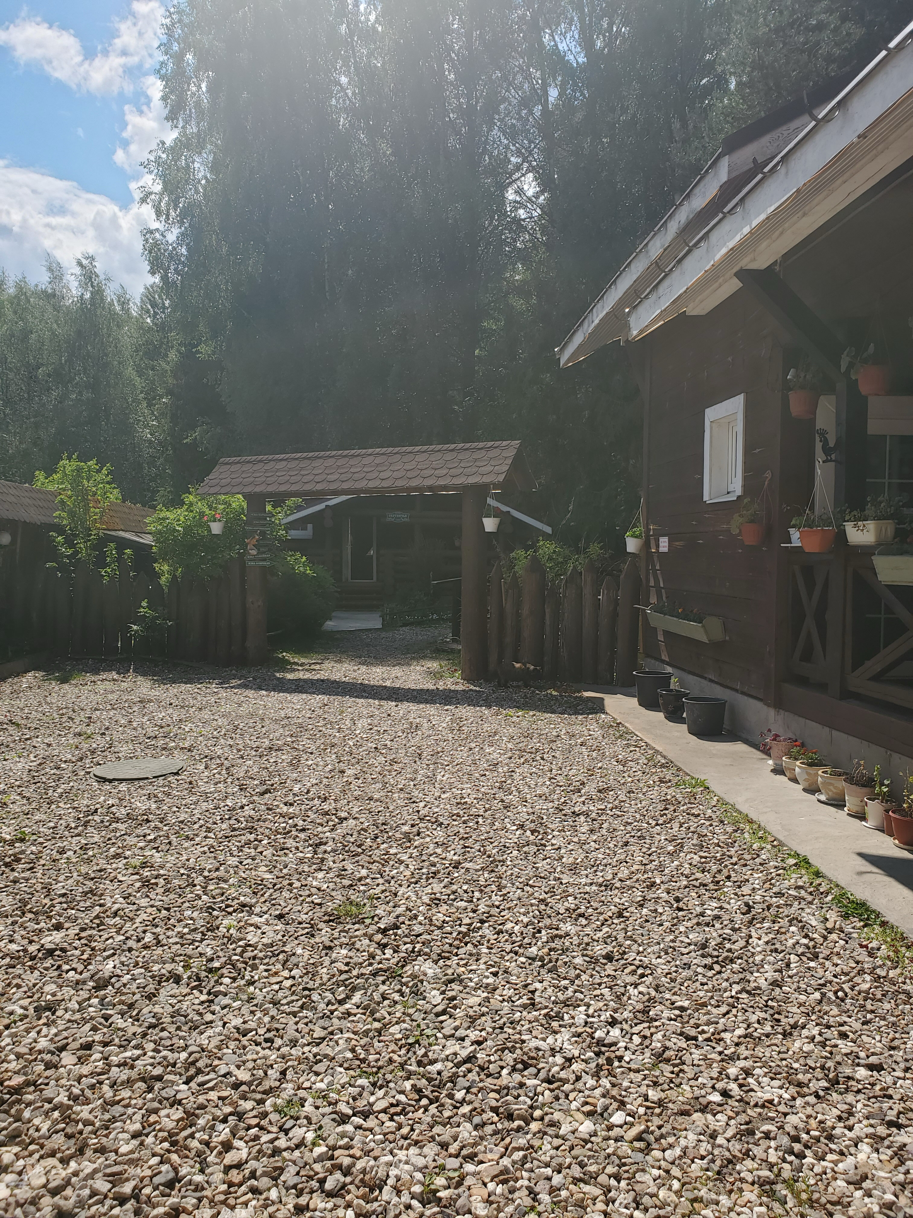 Фото Green forest