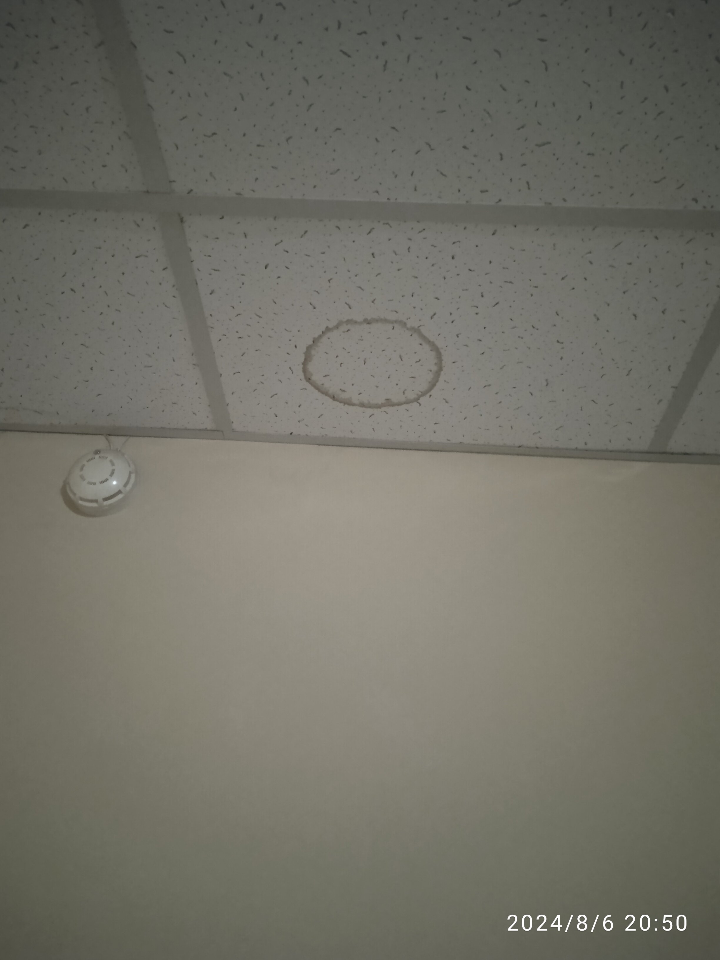 Фото Корона