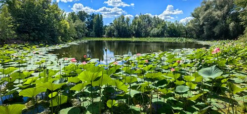 Landmark, attraction Lotus Lake, Volgograd Oblast, photo