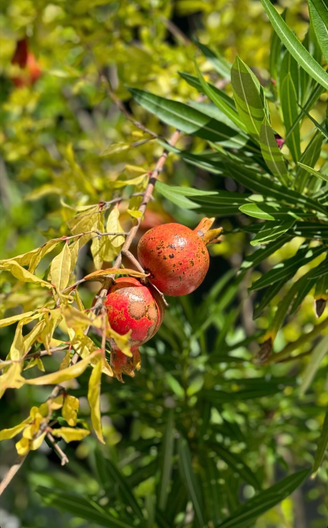 Фото Little Palm
