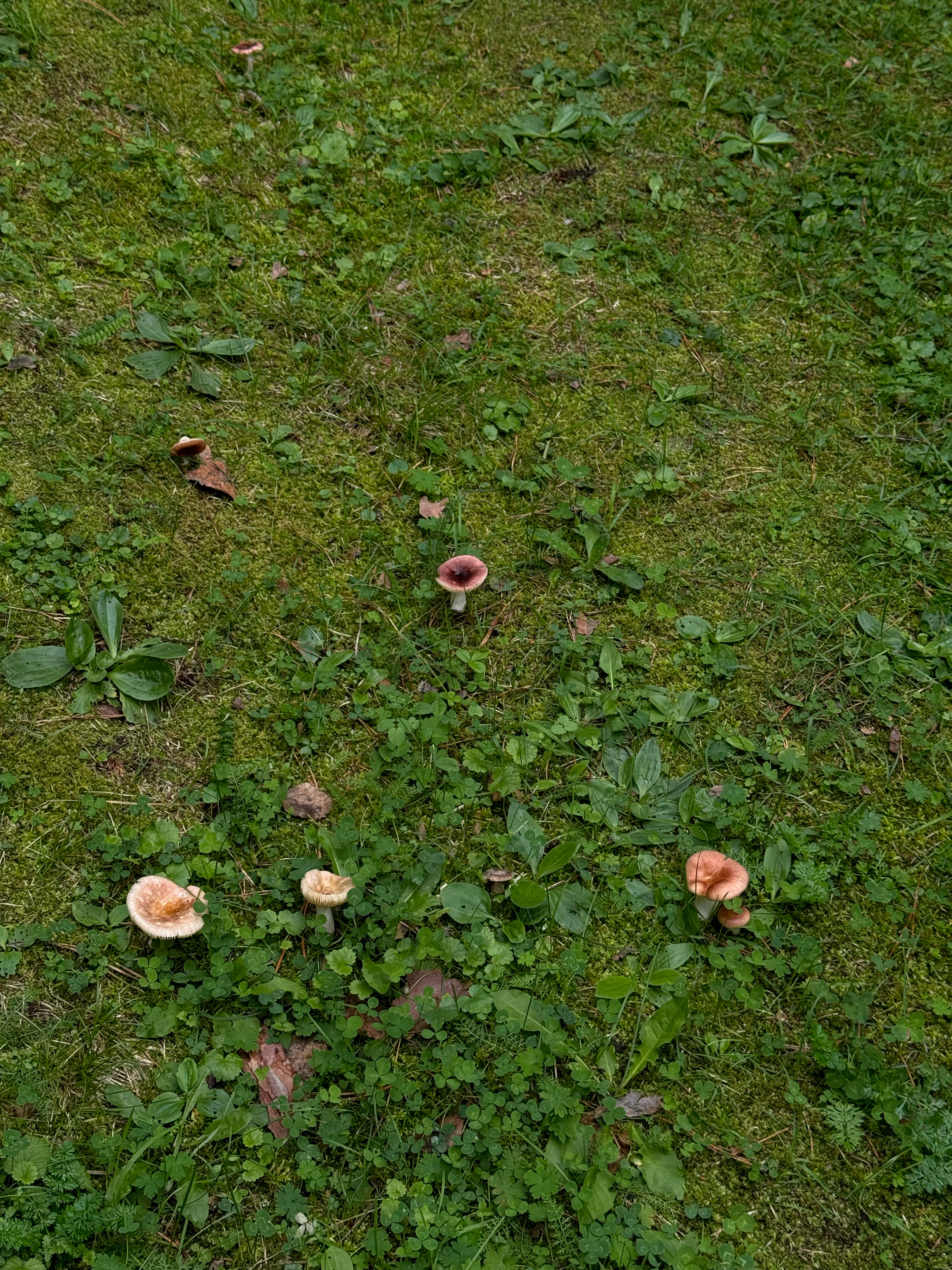 Фото Сосновый рай