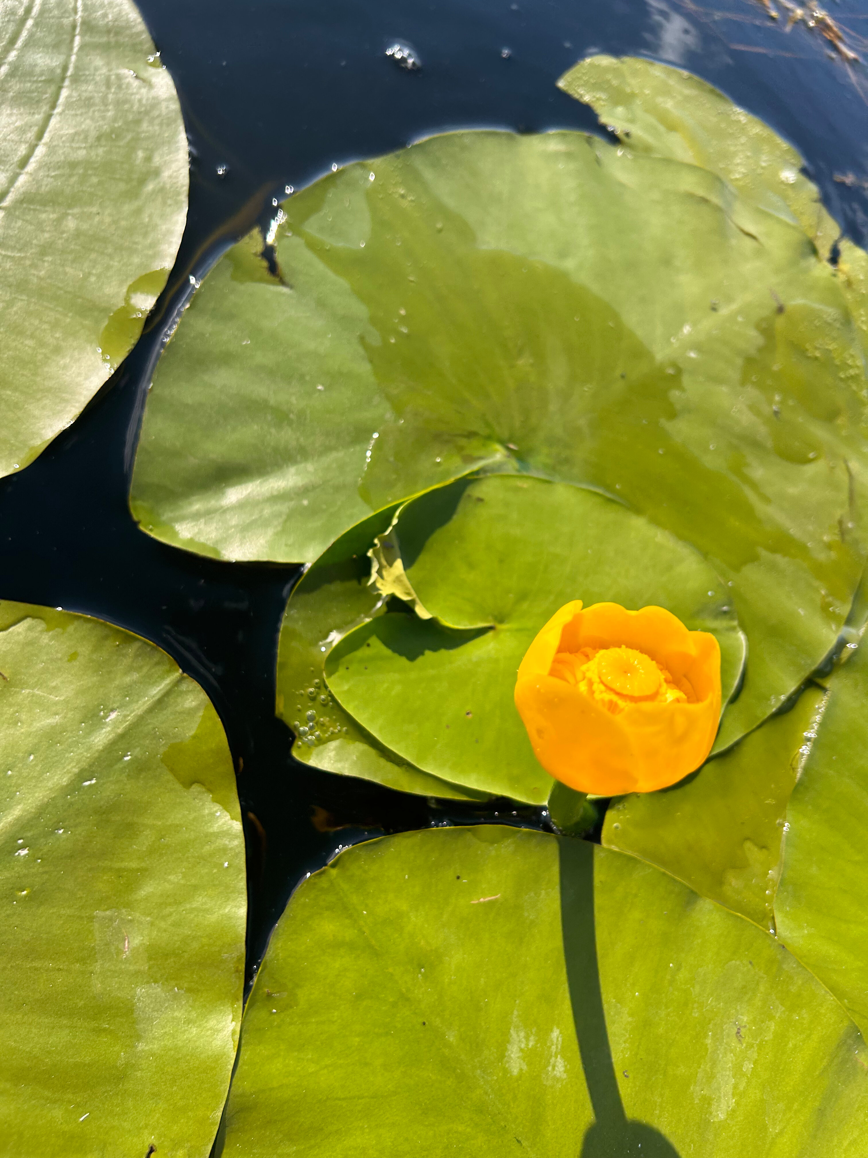 Фото Подсолнух