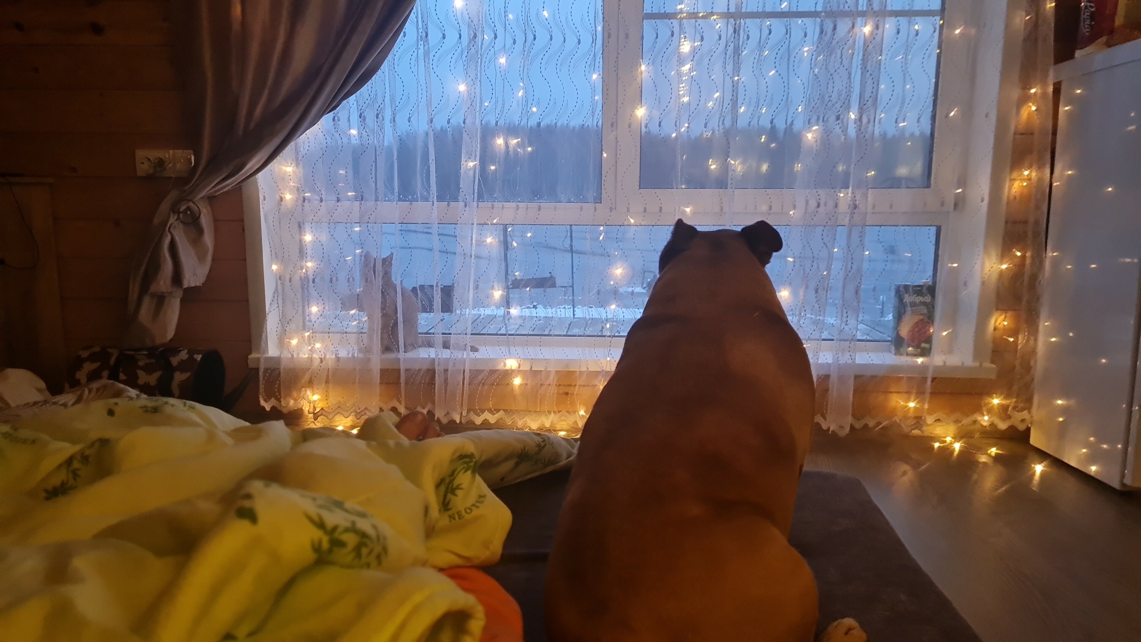 Фото Ламба-Сяндеба