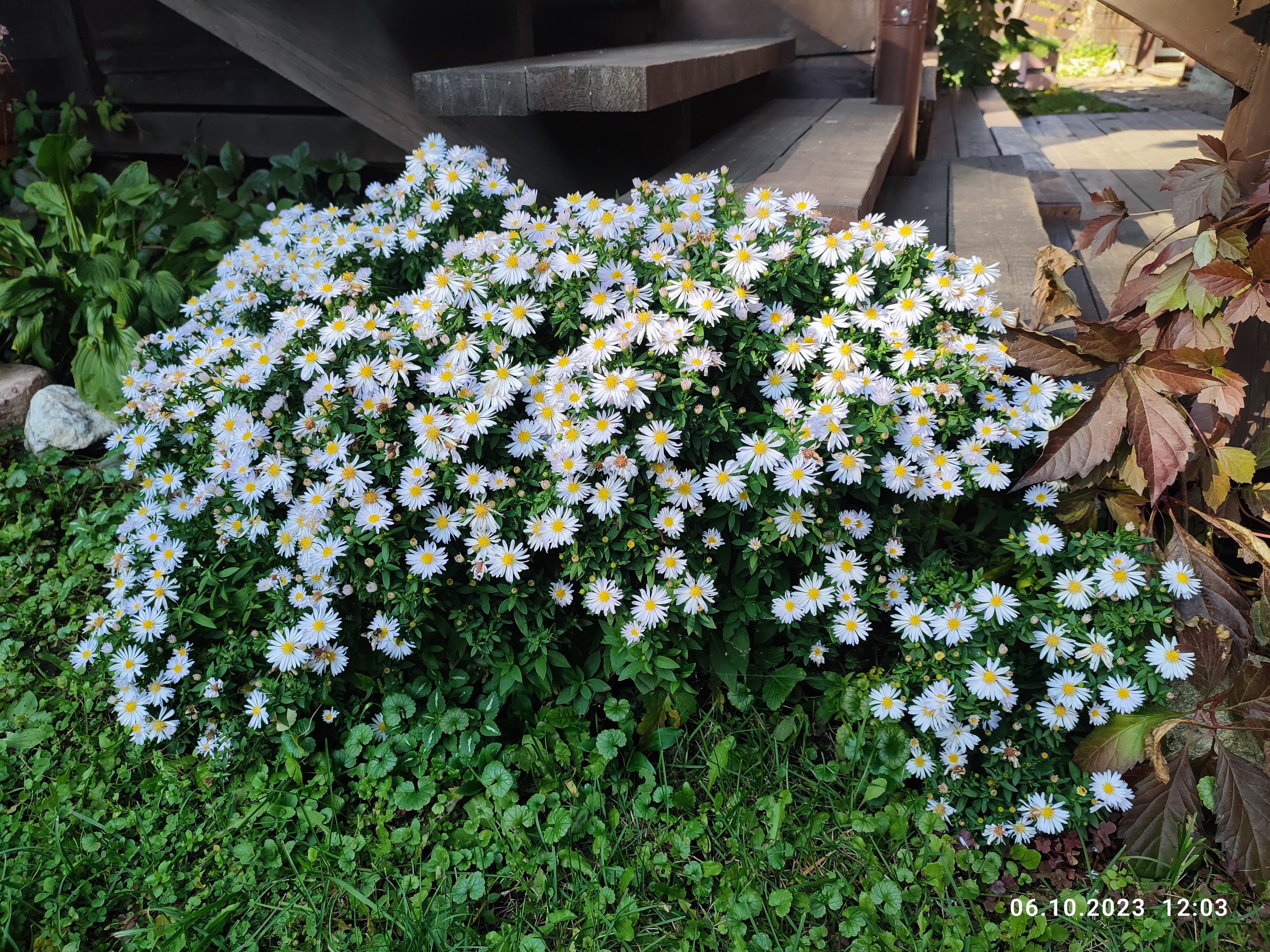 Фото Горная Пчела