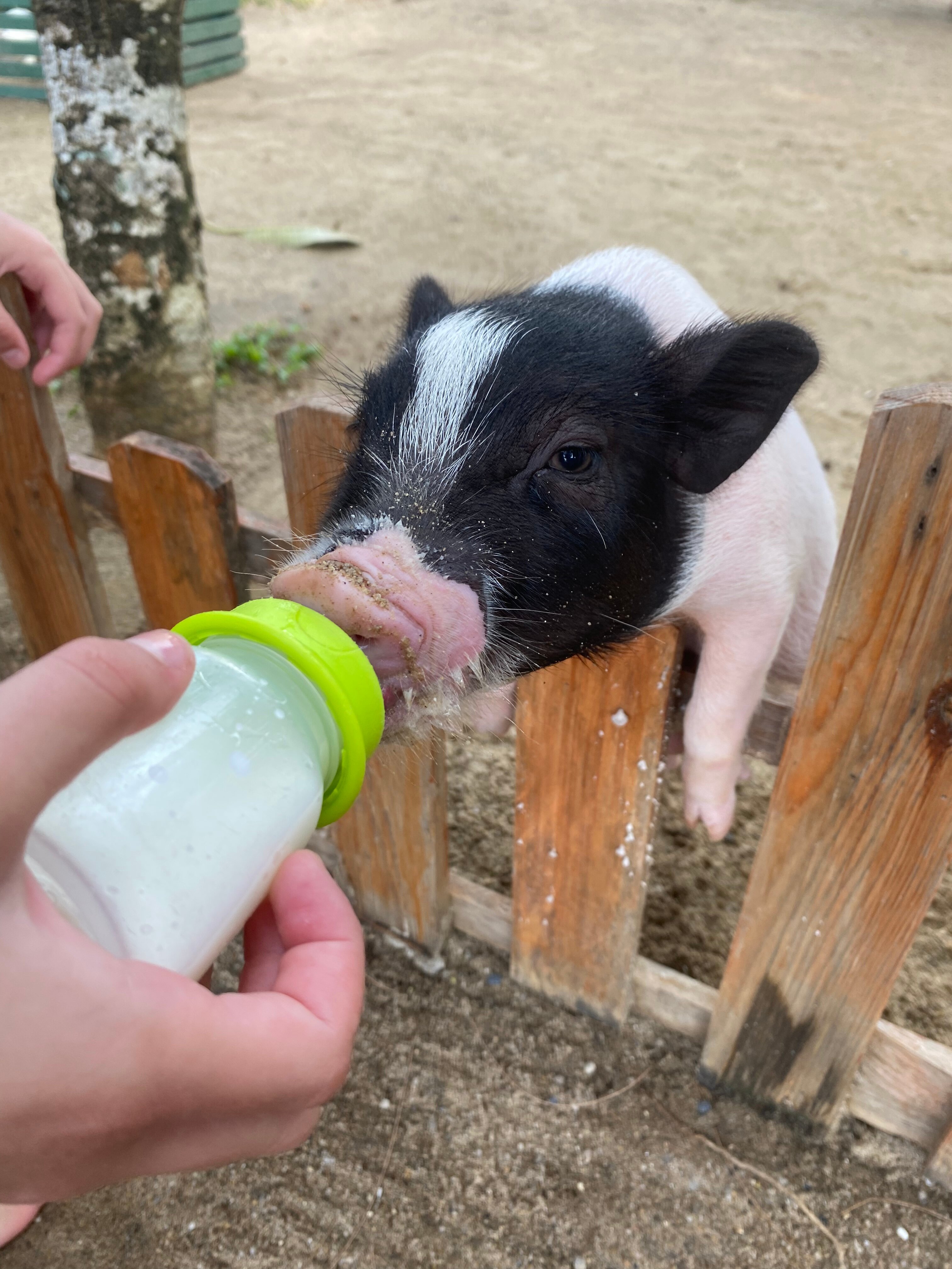 Фото Thavorn Beach Village Resort & SPA