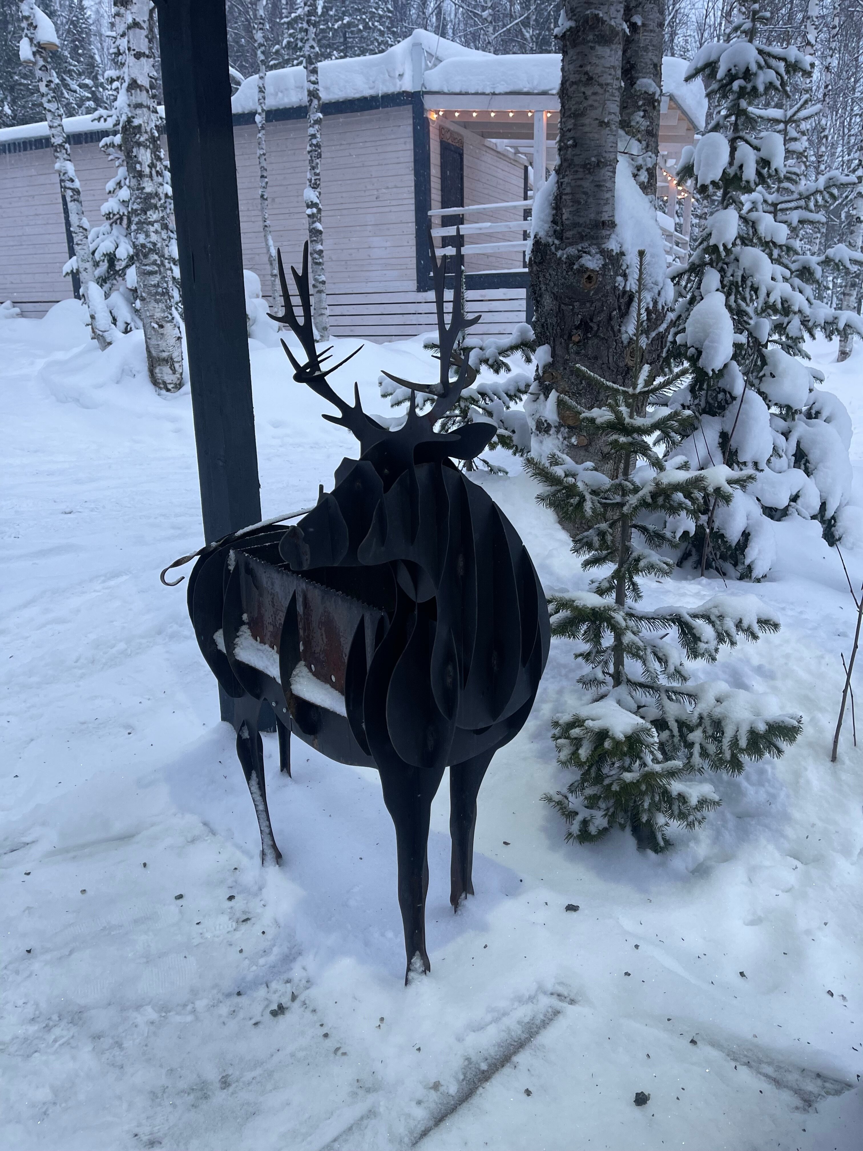 Фото Брусника № 1