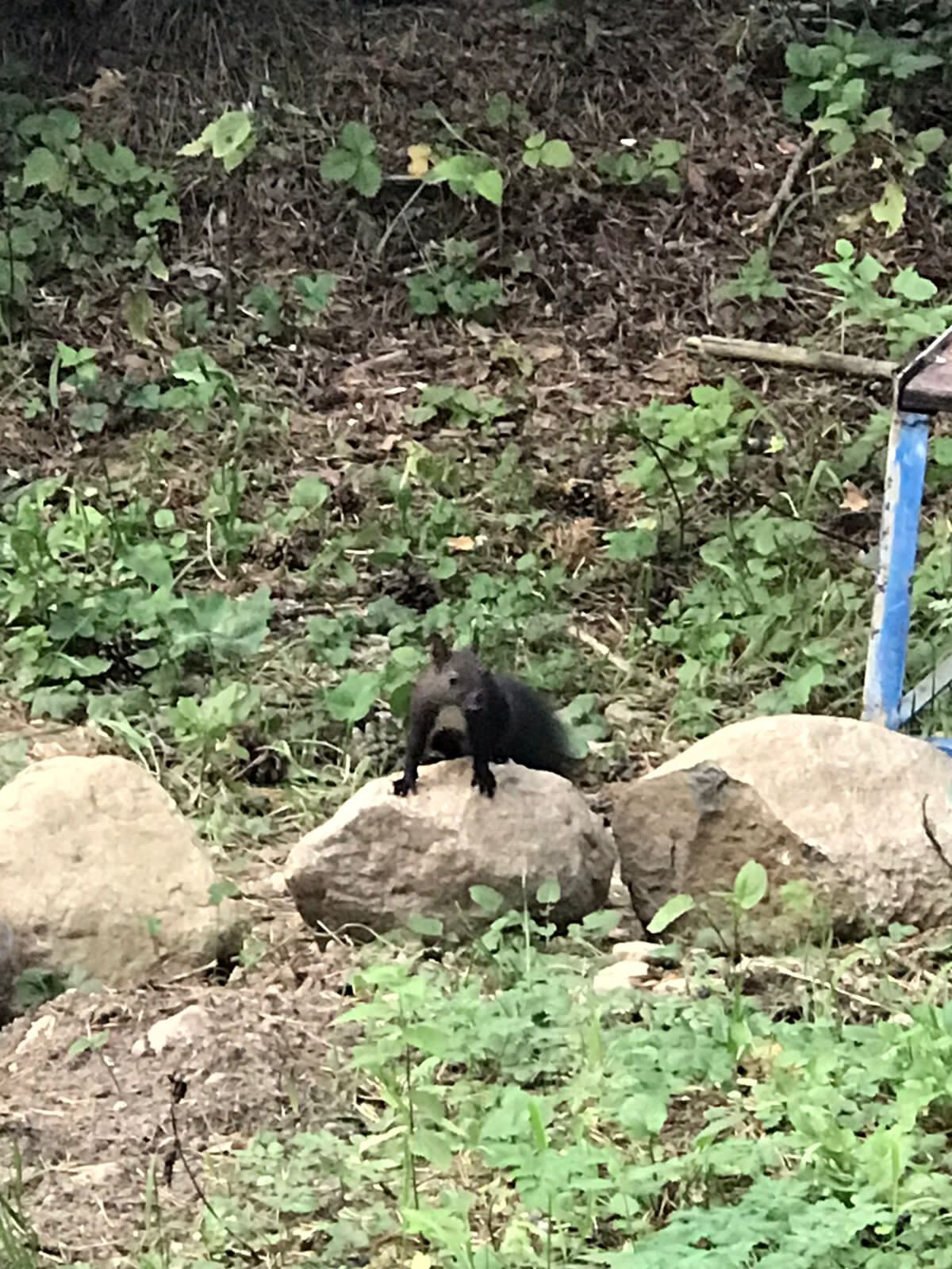 Фото Белый волк