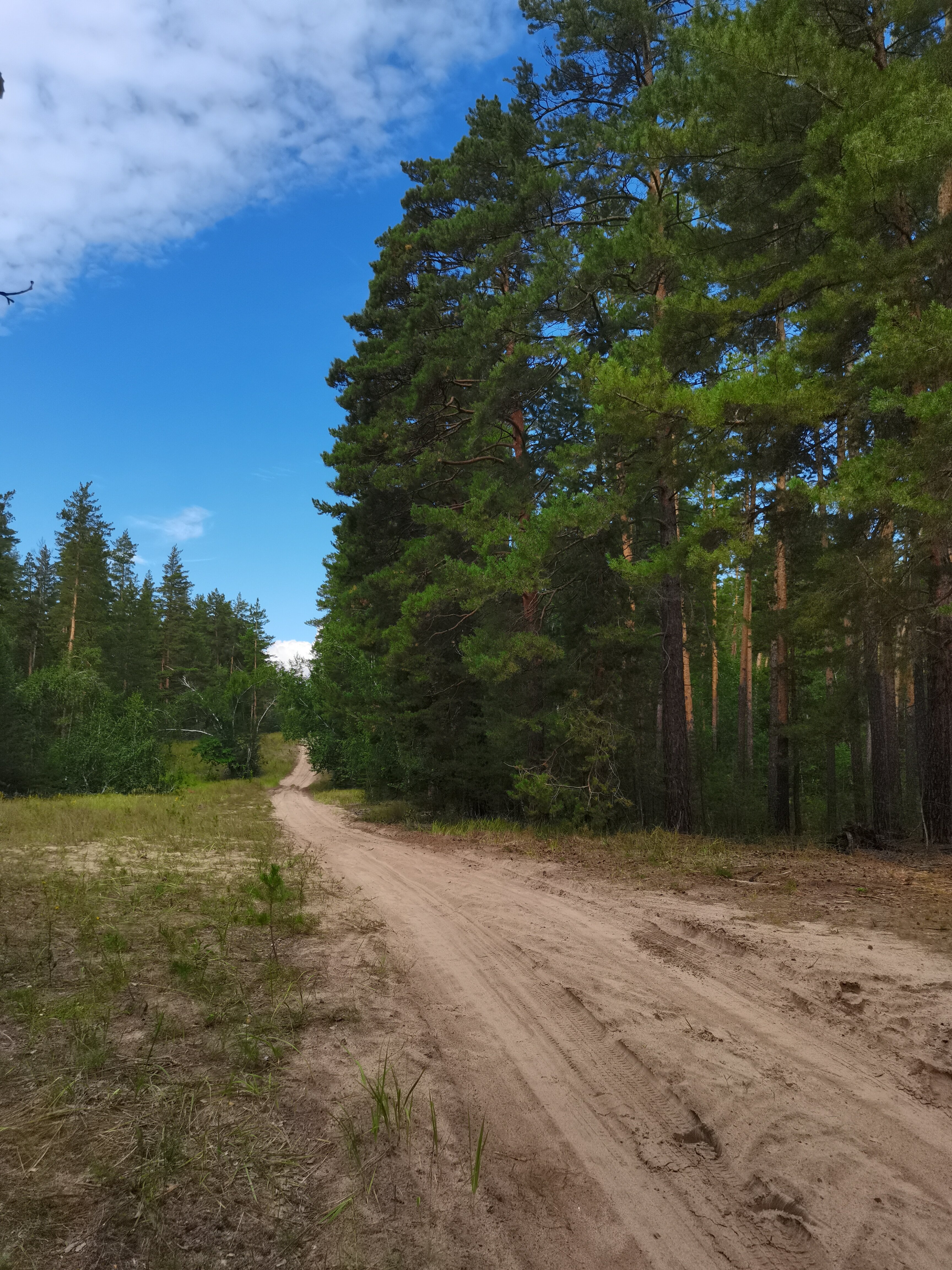 Фото Фламинго