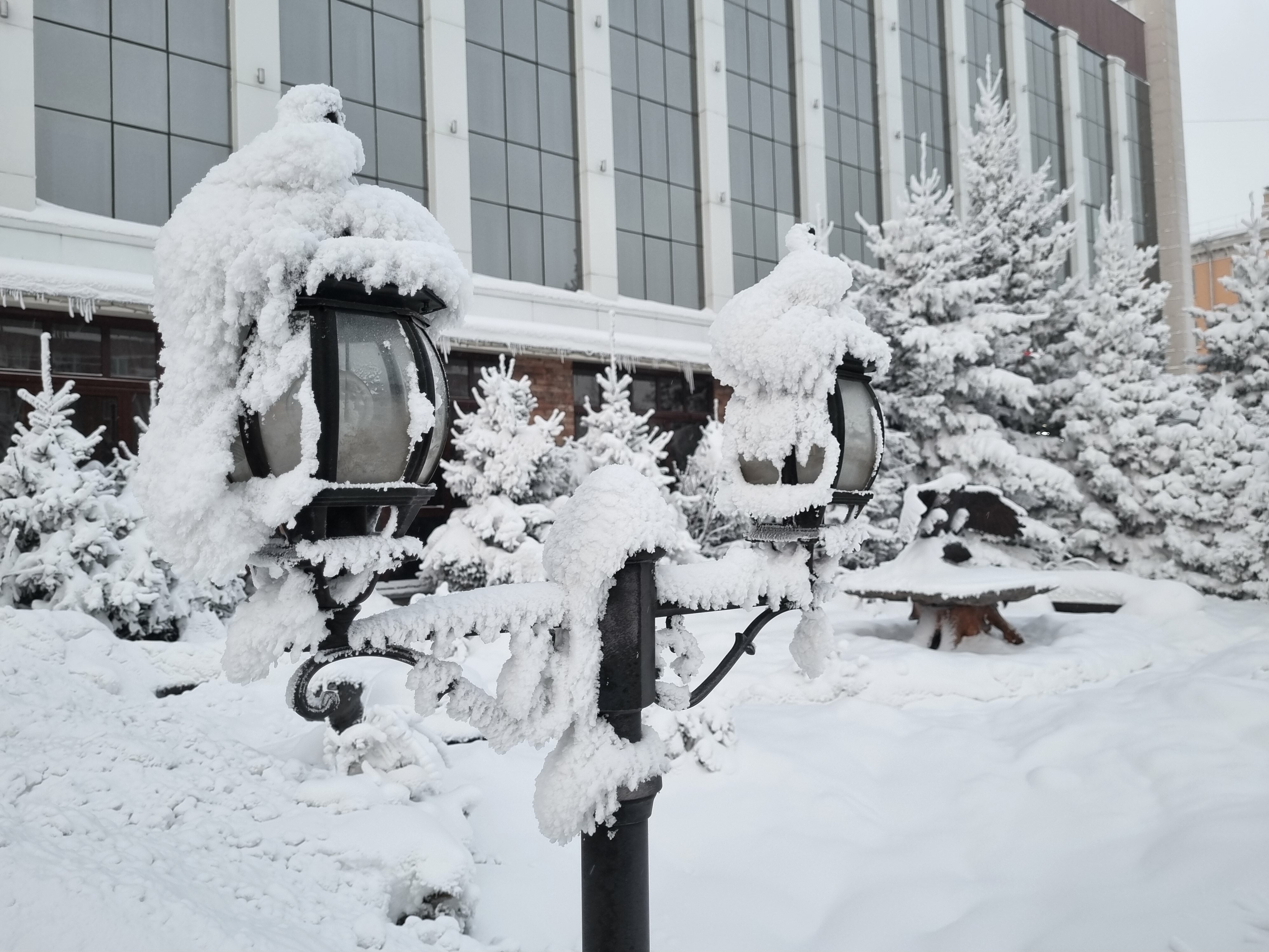 Фото Снежная сова