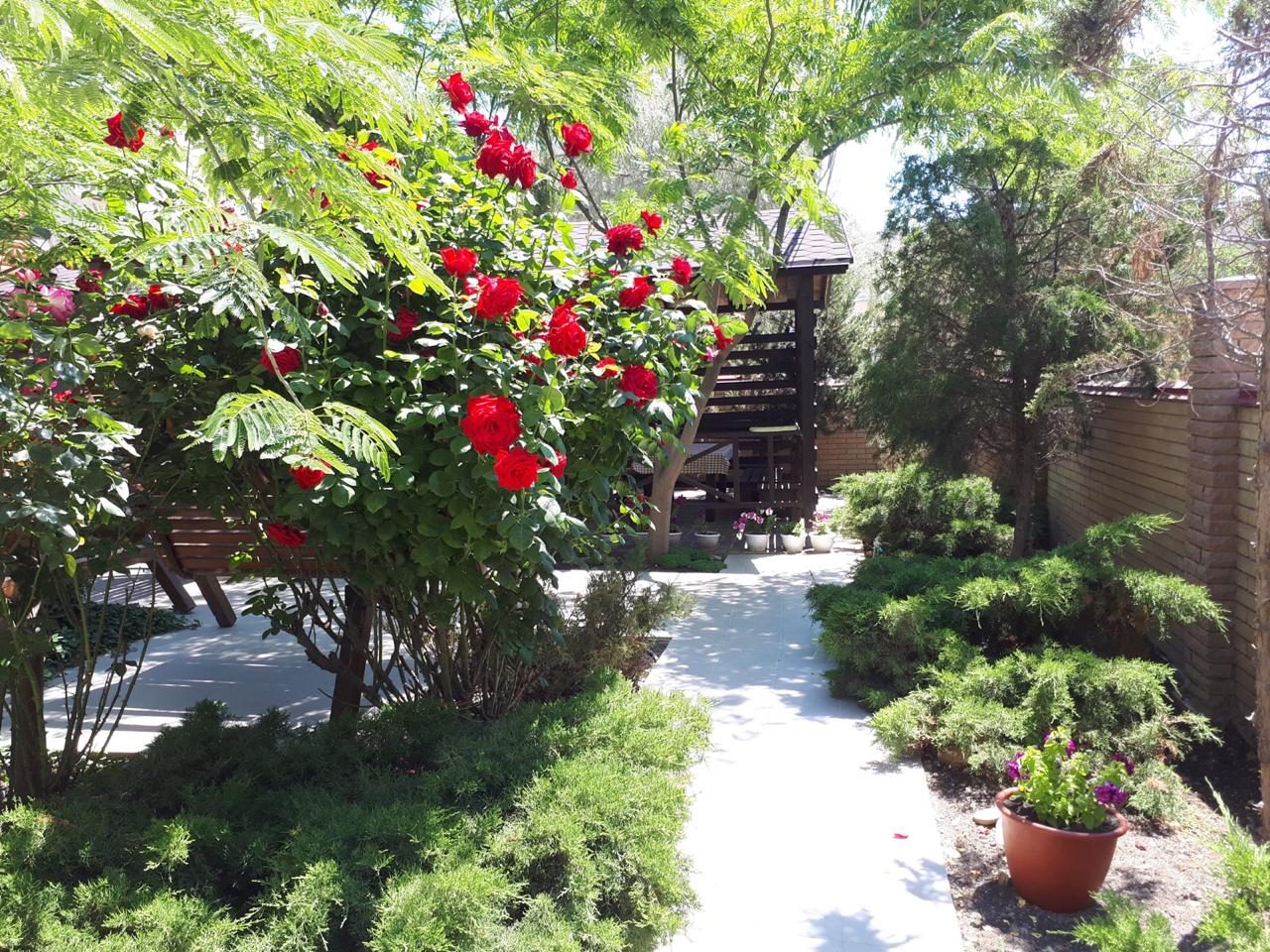 Фото Магнолия