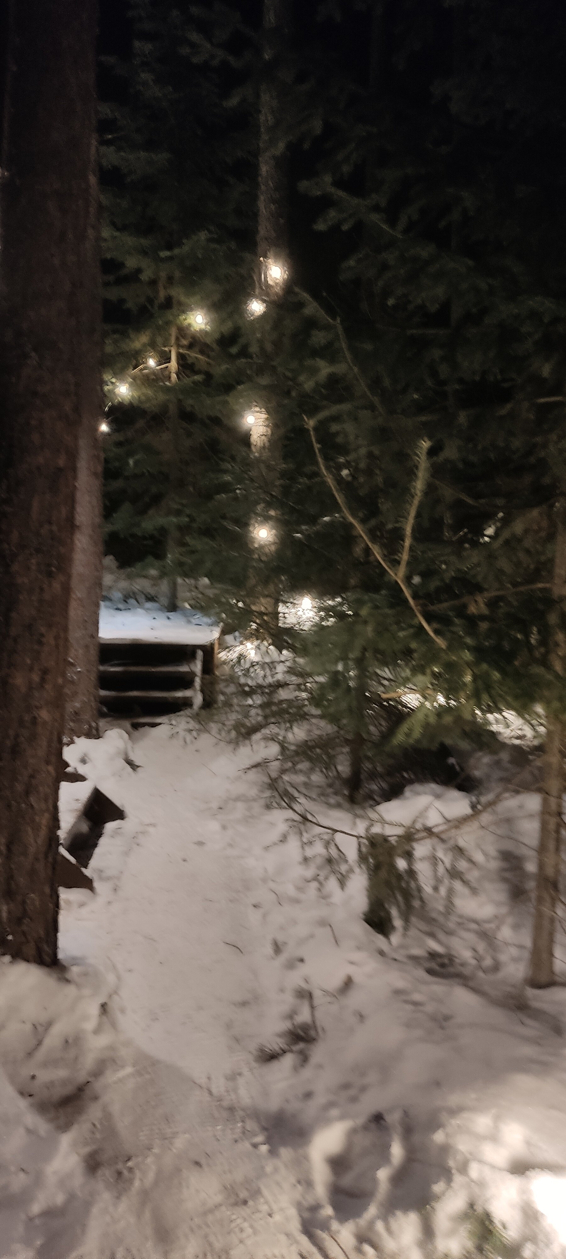 Фото Ёлки да Сосны