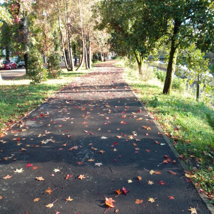 Фото Бамбуковая Роща