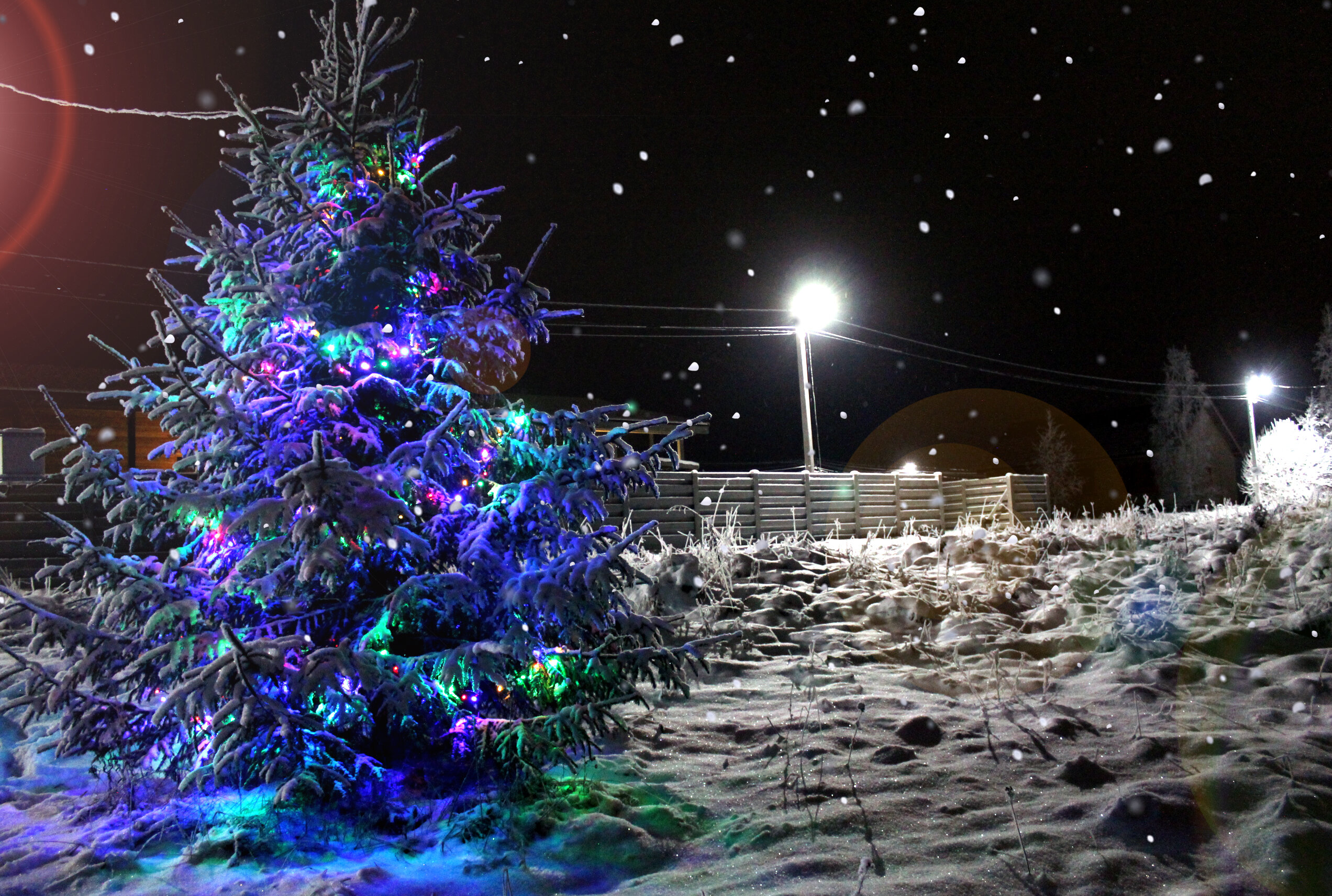 Фото Гнездо