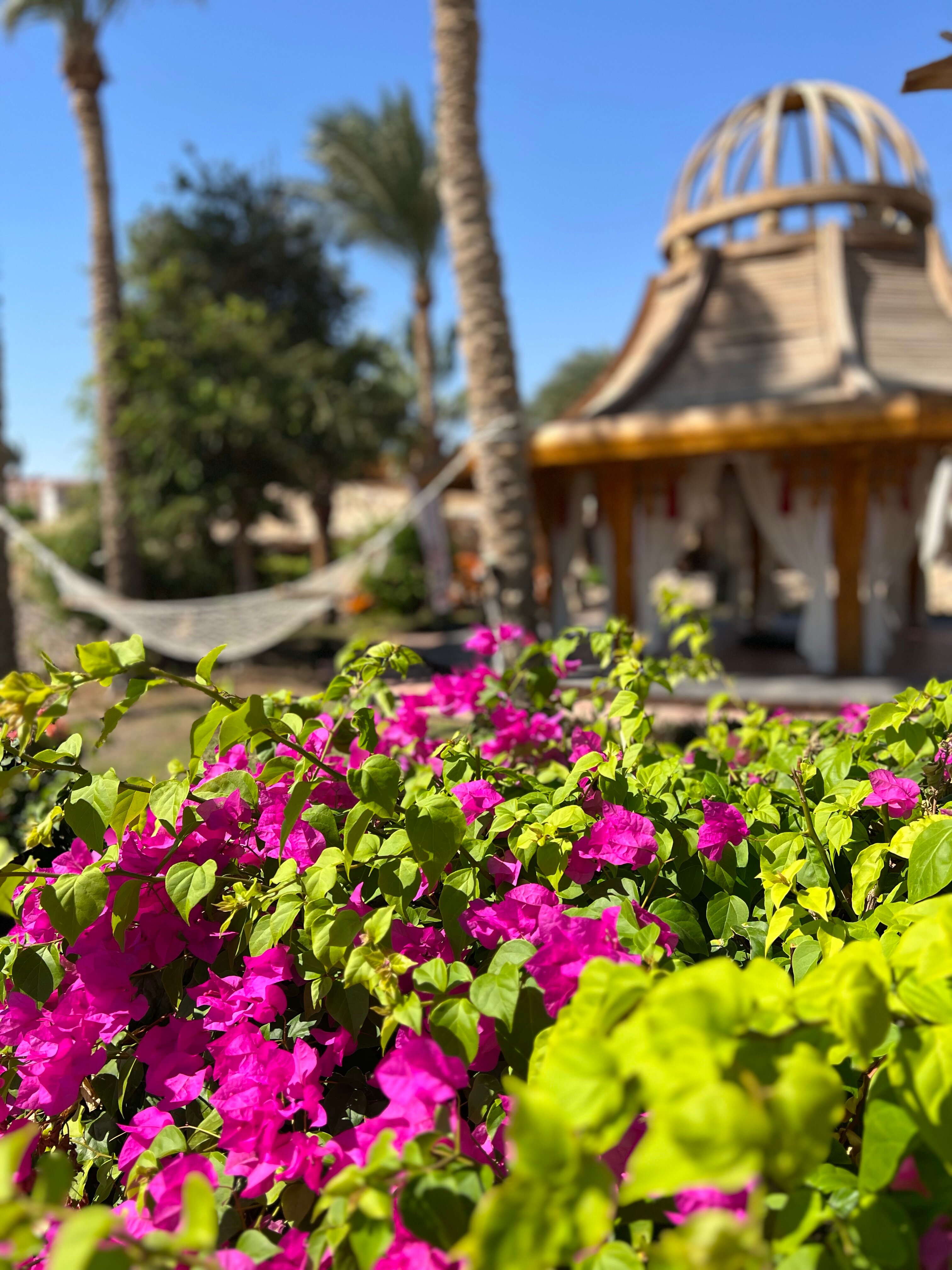 Фото Parrotel Beach Resort