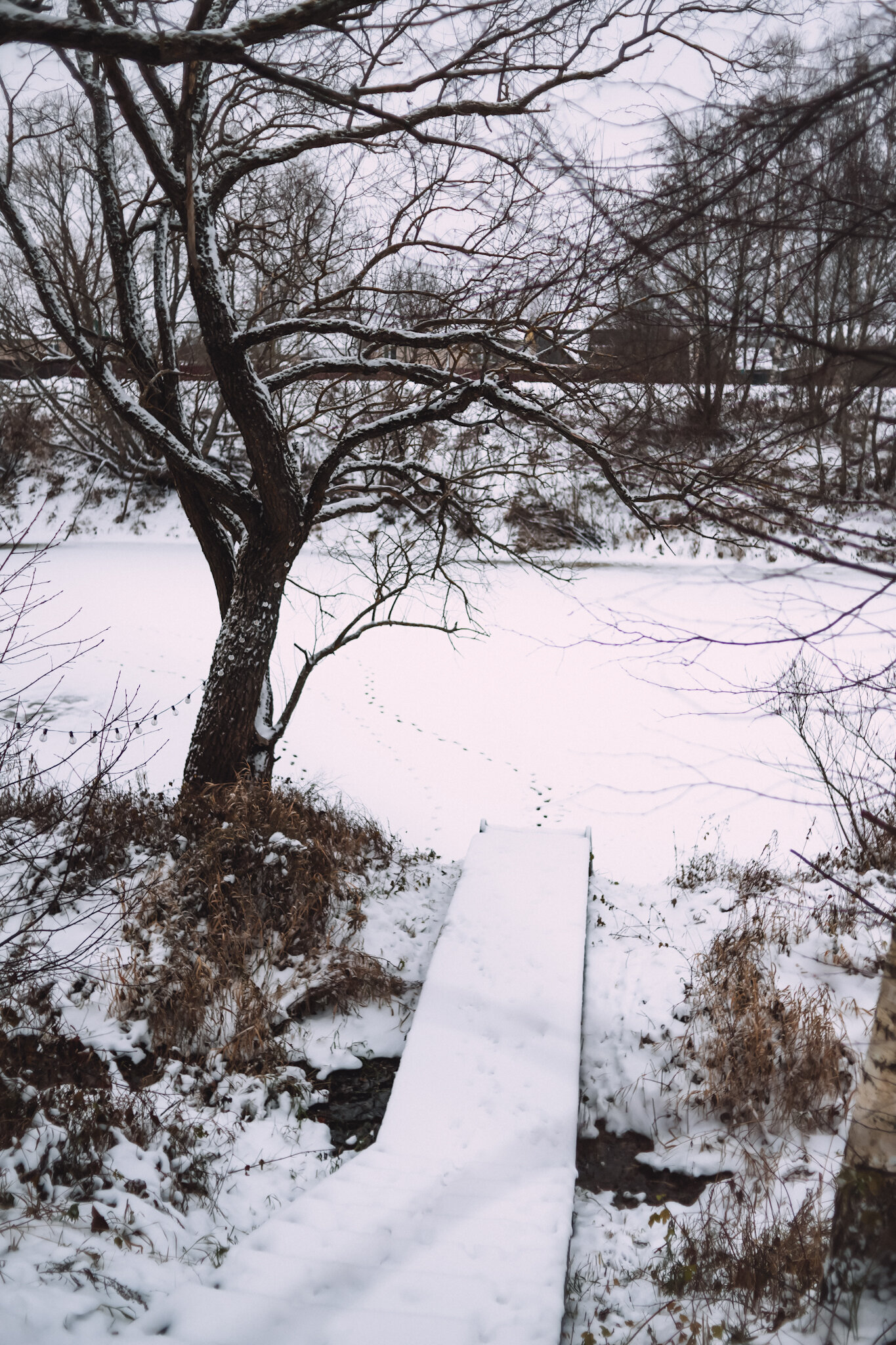 Фото Лес и луга