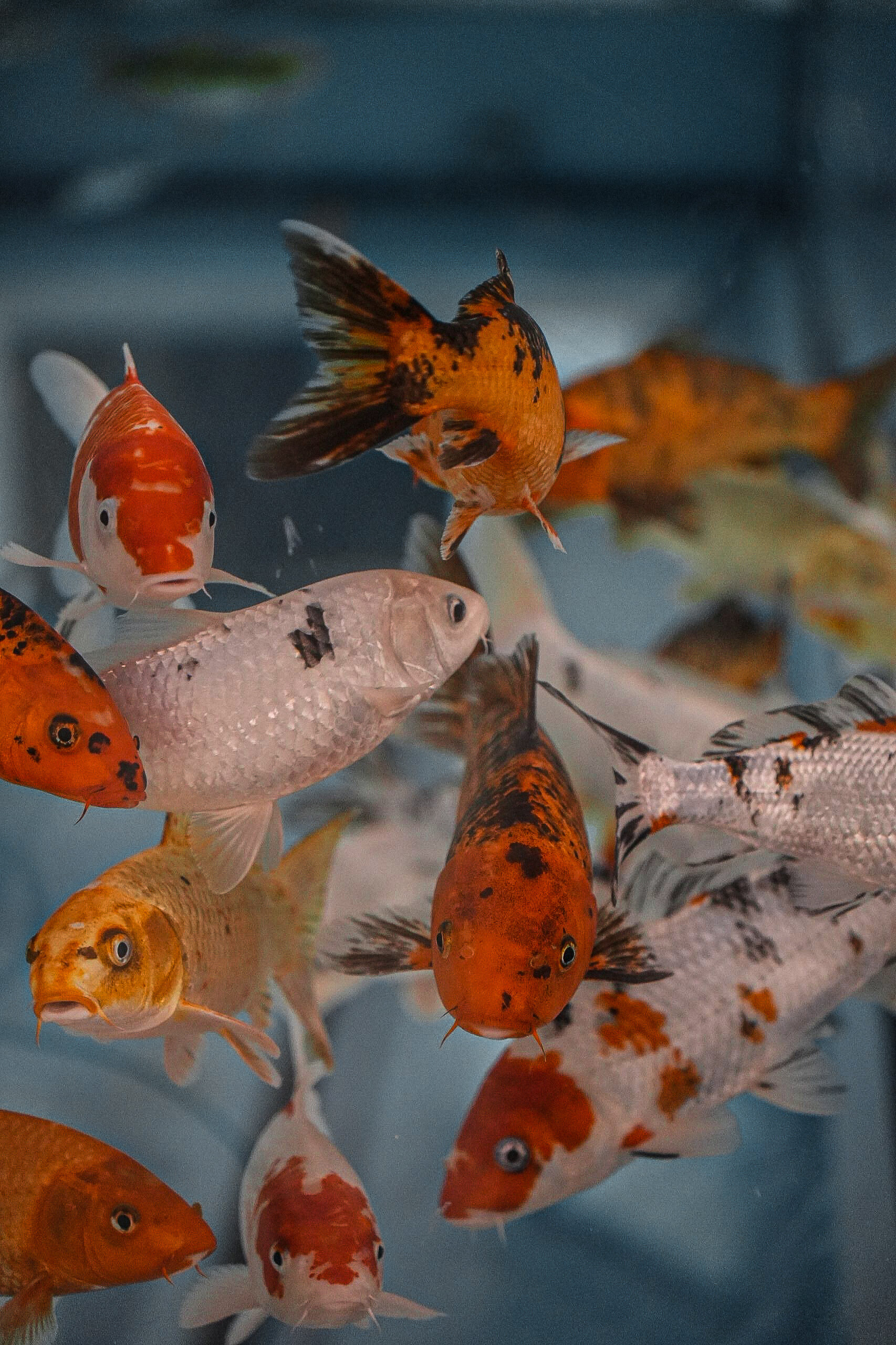 Фото Таукель