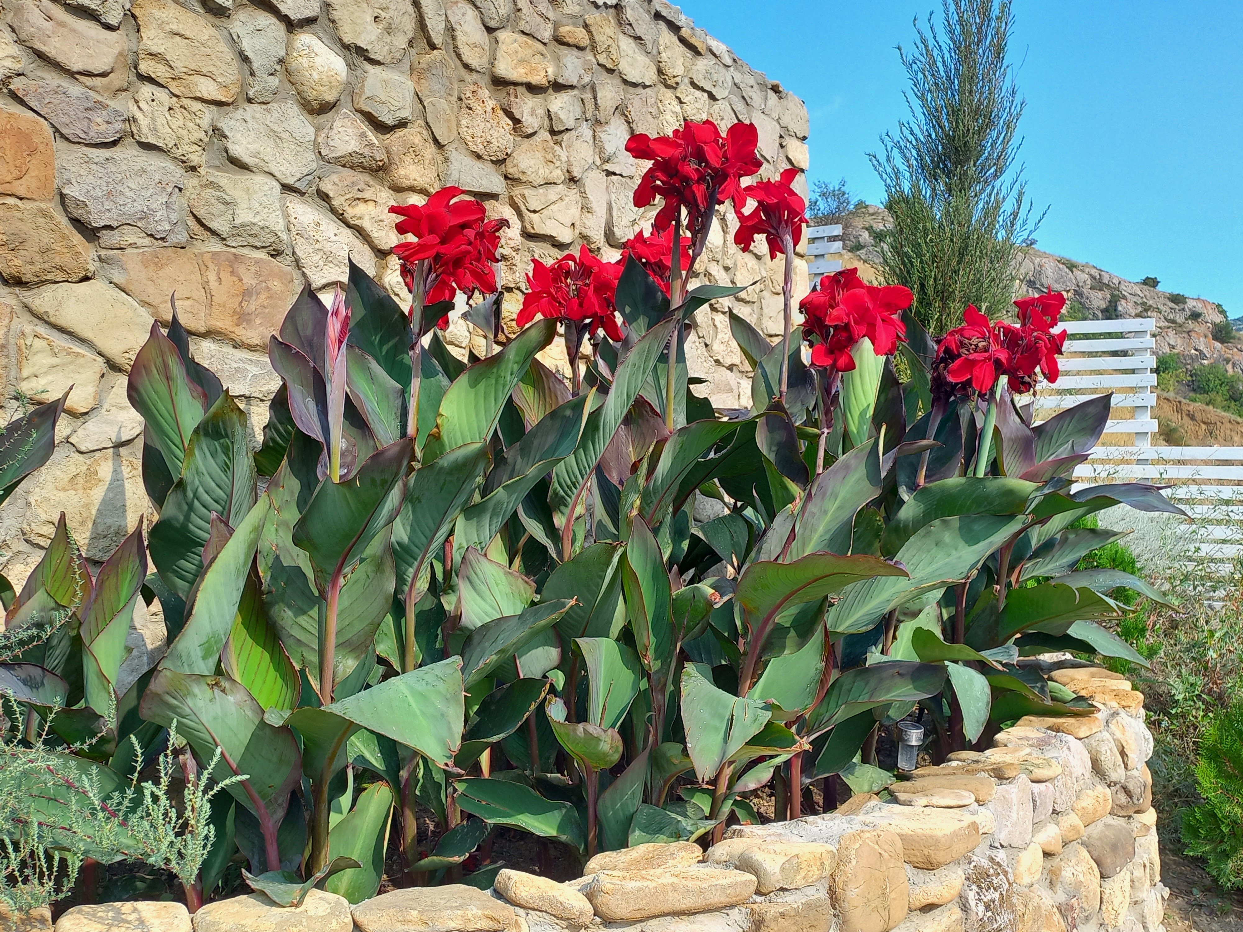 Фото Солярис