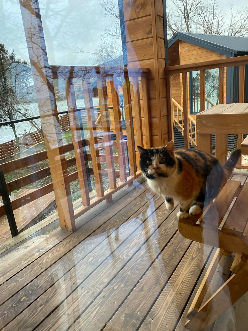 Фото Амбассадор