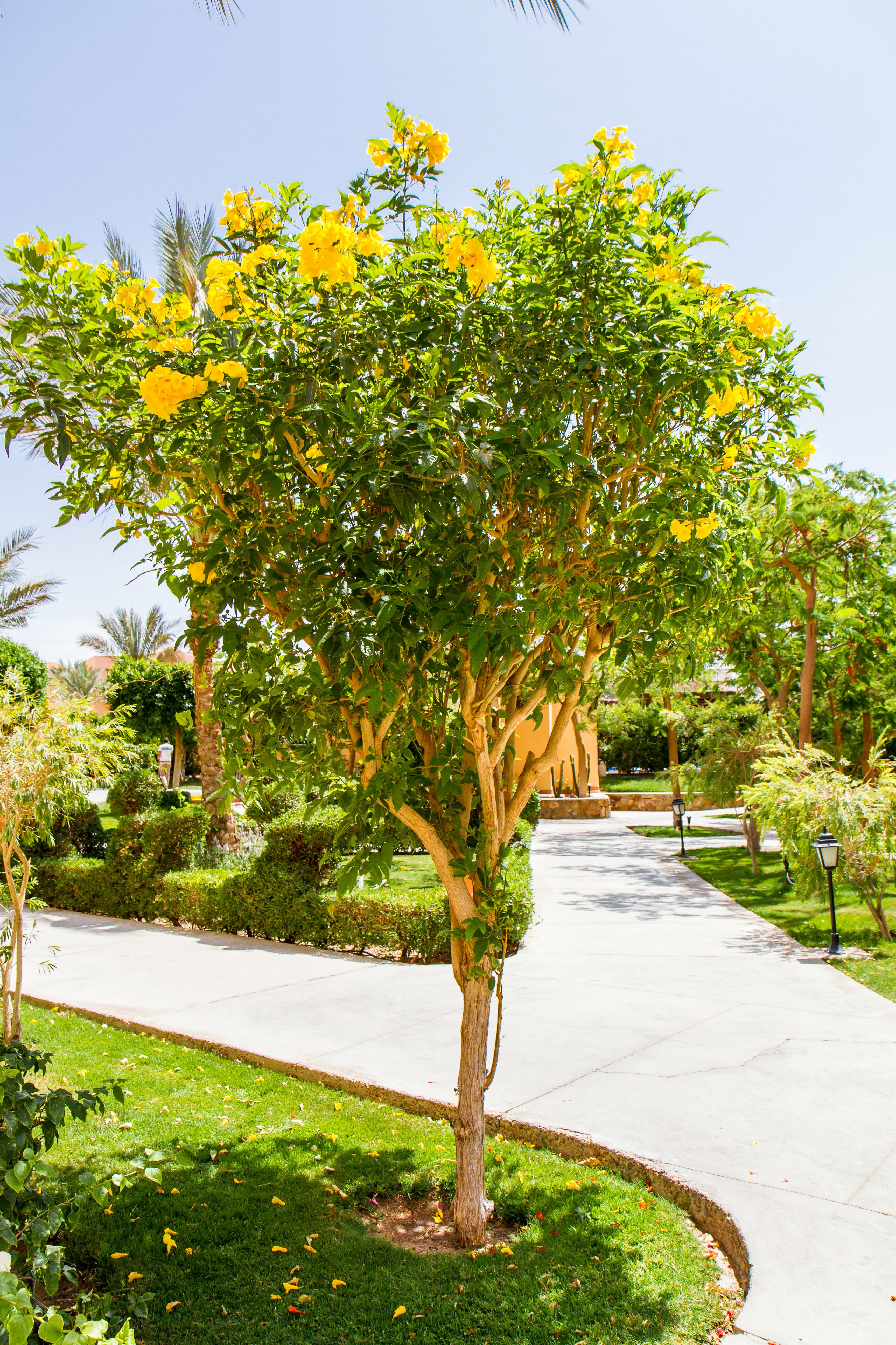 Фото Jaz Makadi Saraya Resort