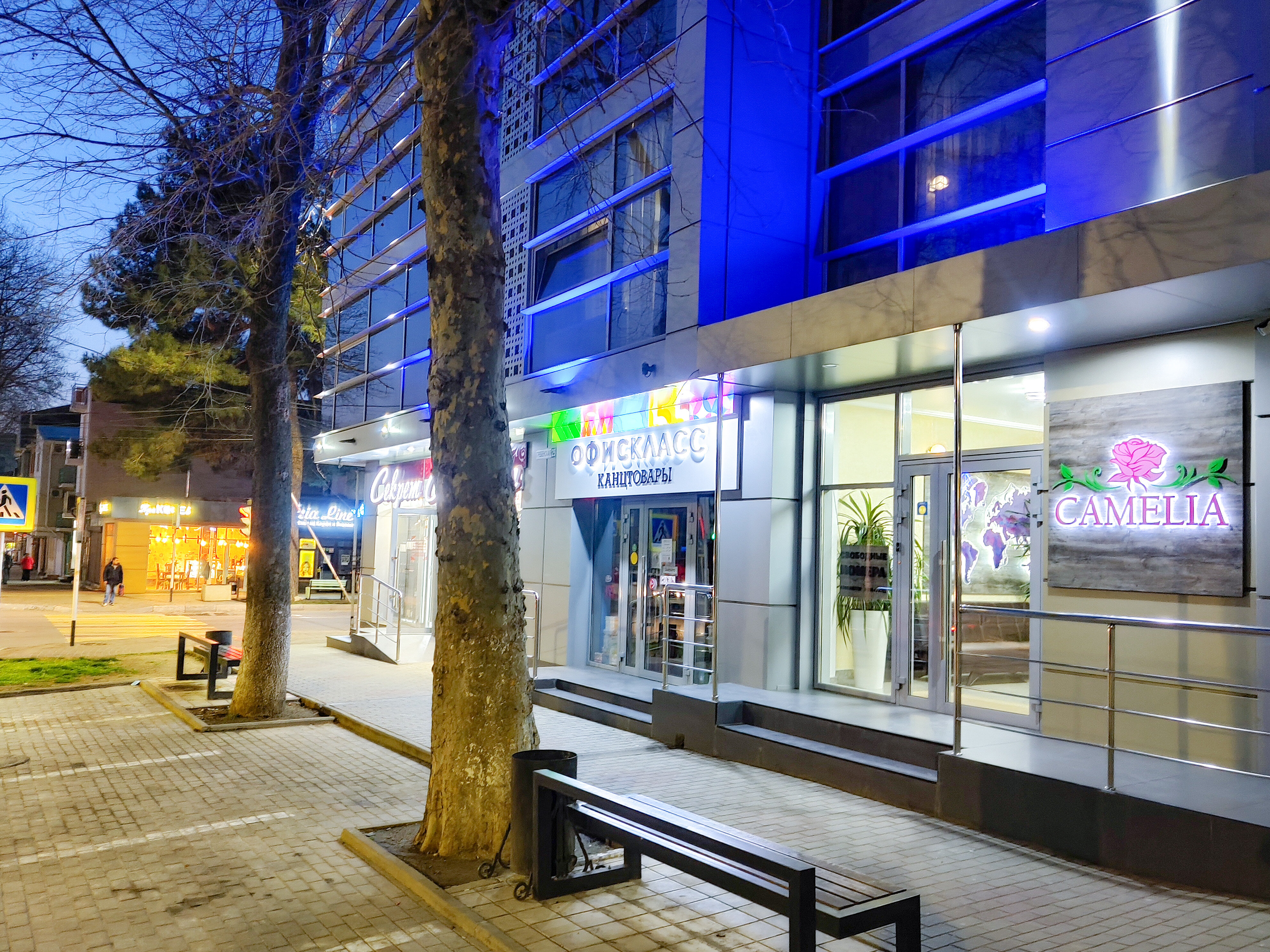 Фото Камелия