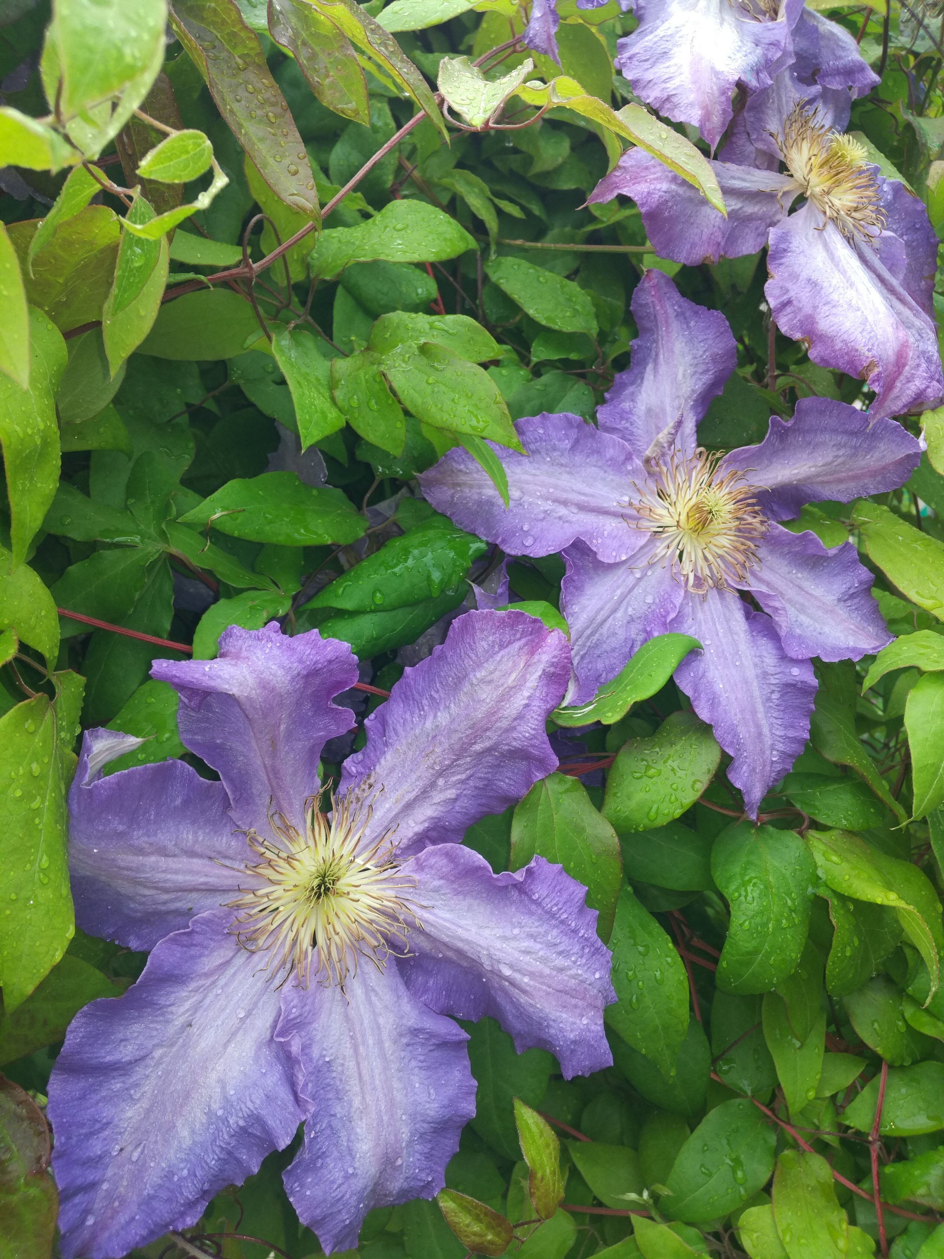 Фото Ассоль Судак