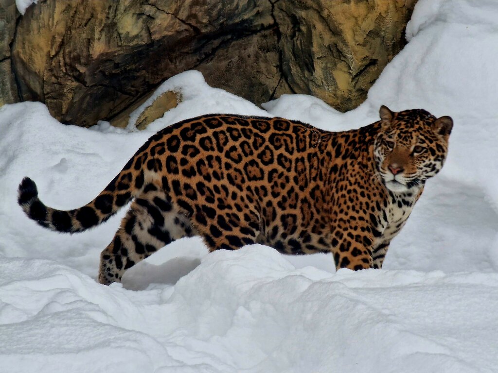 Zoo Moscow Region Safari Park, Moscow and Moscow Oblast, photo