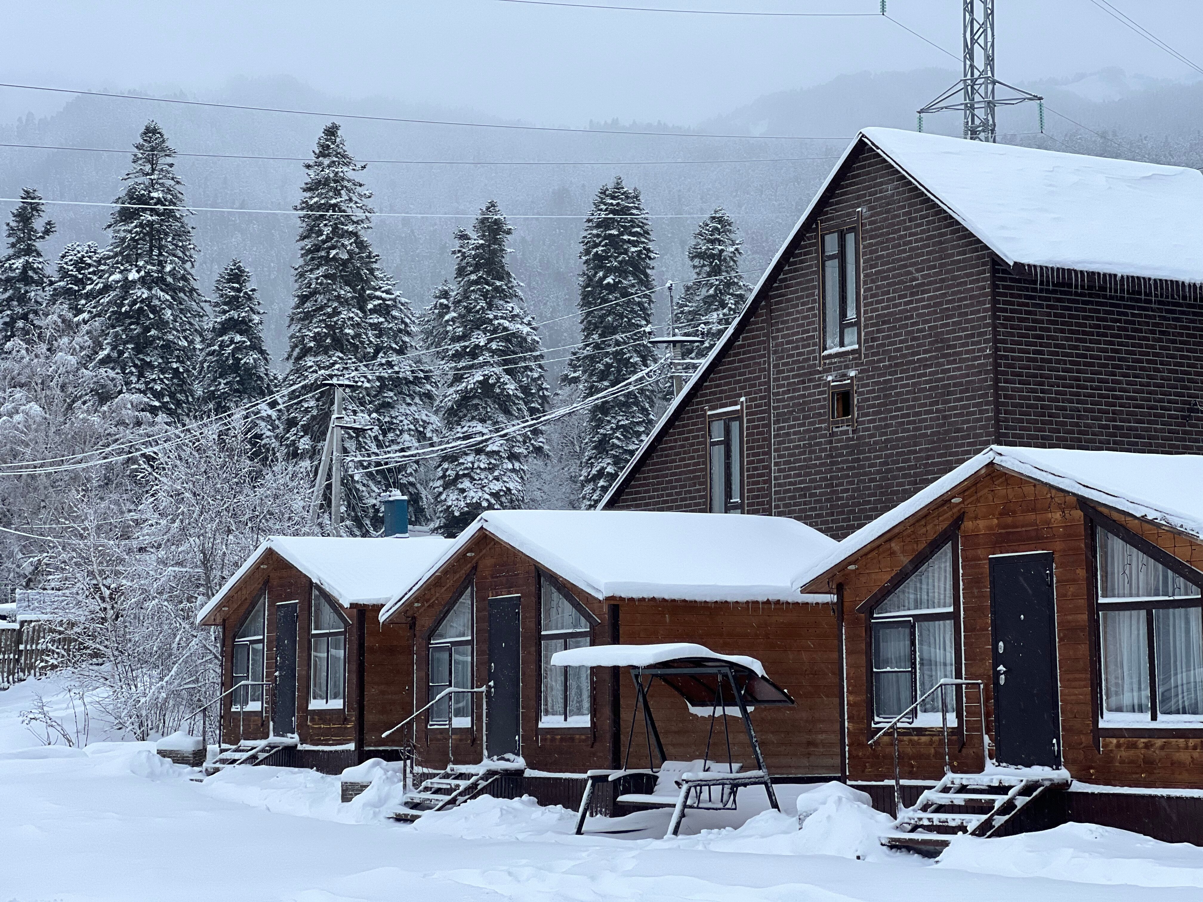 Фото Дикая груша