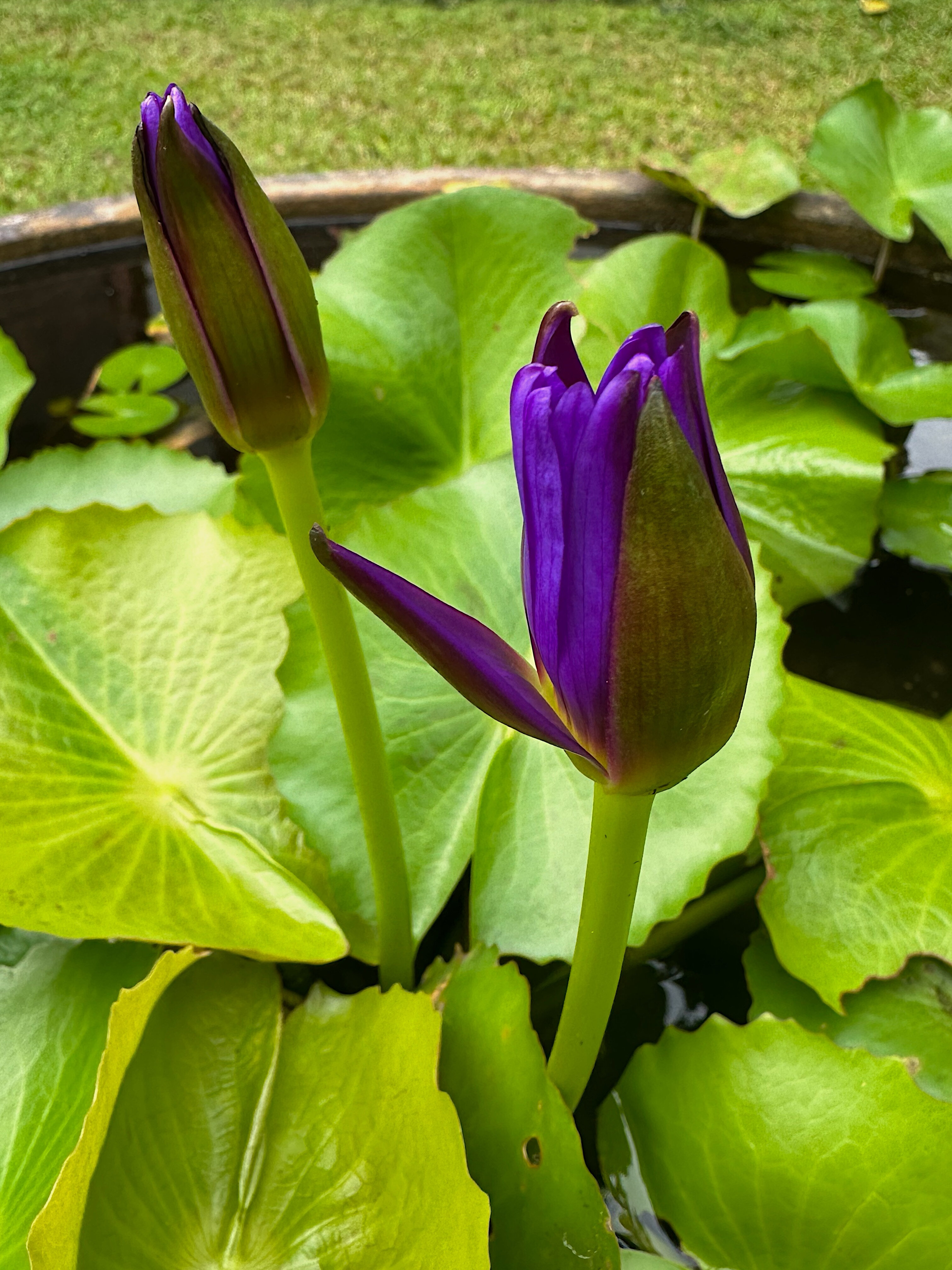 Фото Sofitel Krabi Phokeethra Golf & Spa Resort