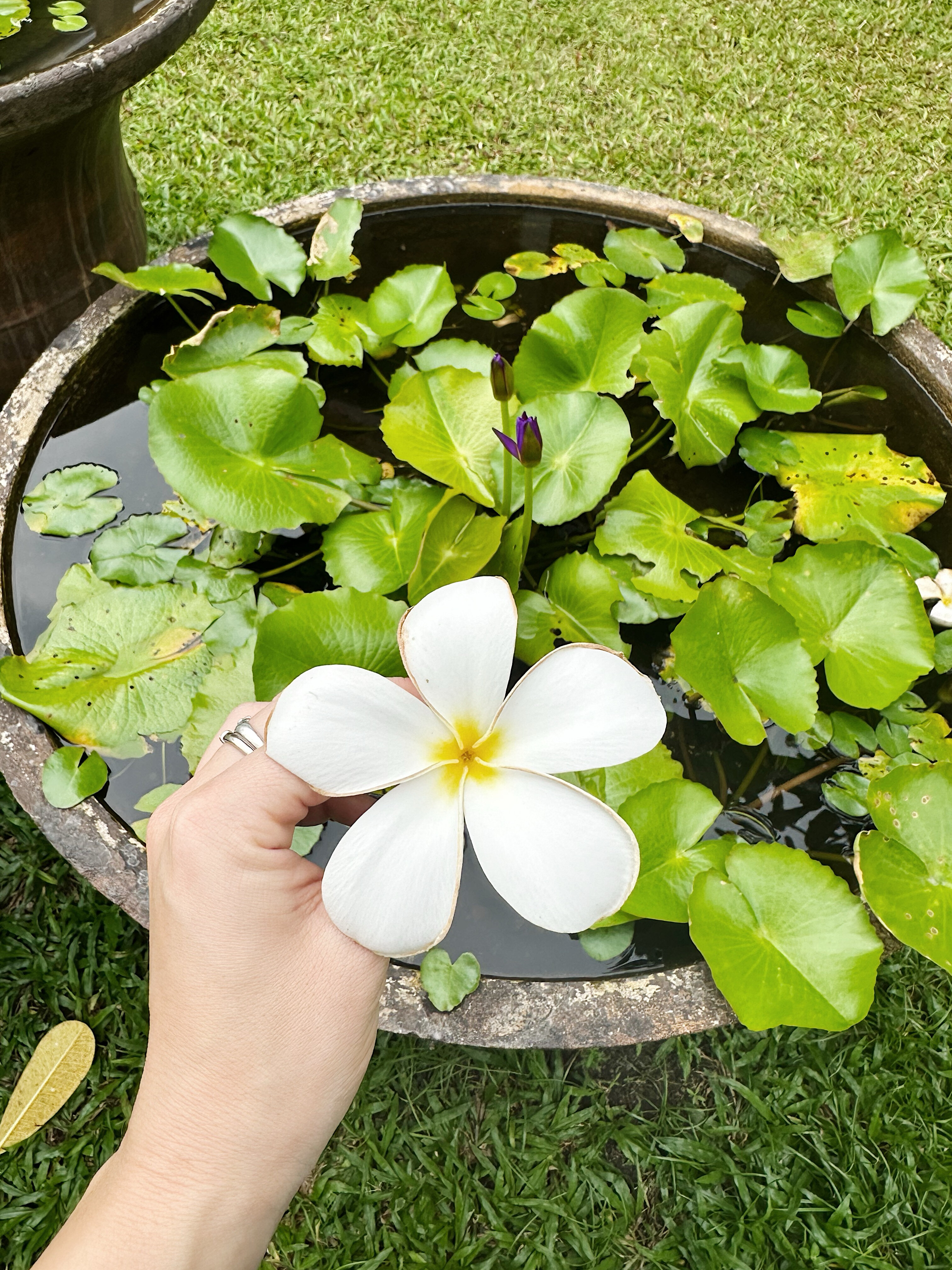 Фото Sofitel Krabi Phokeethra Golf & Spa Resort