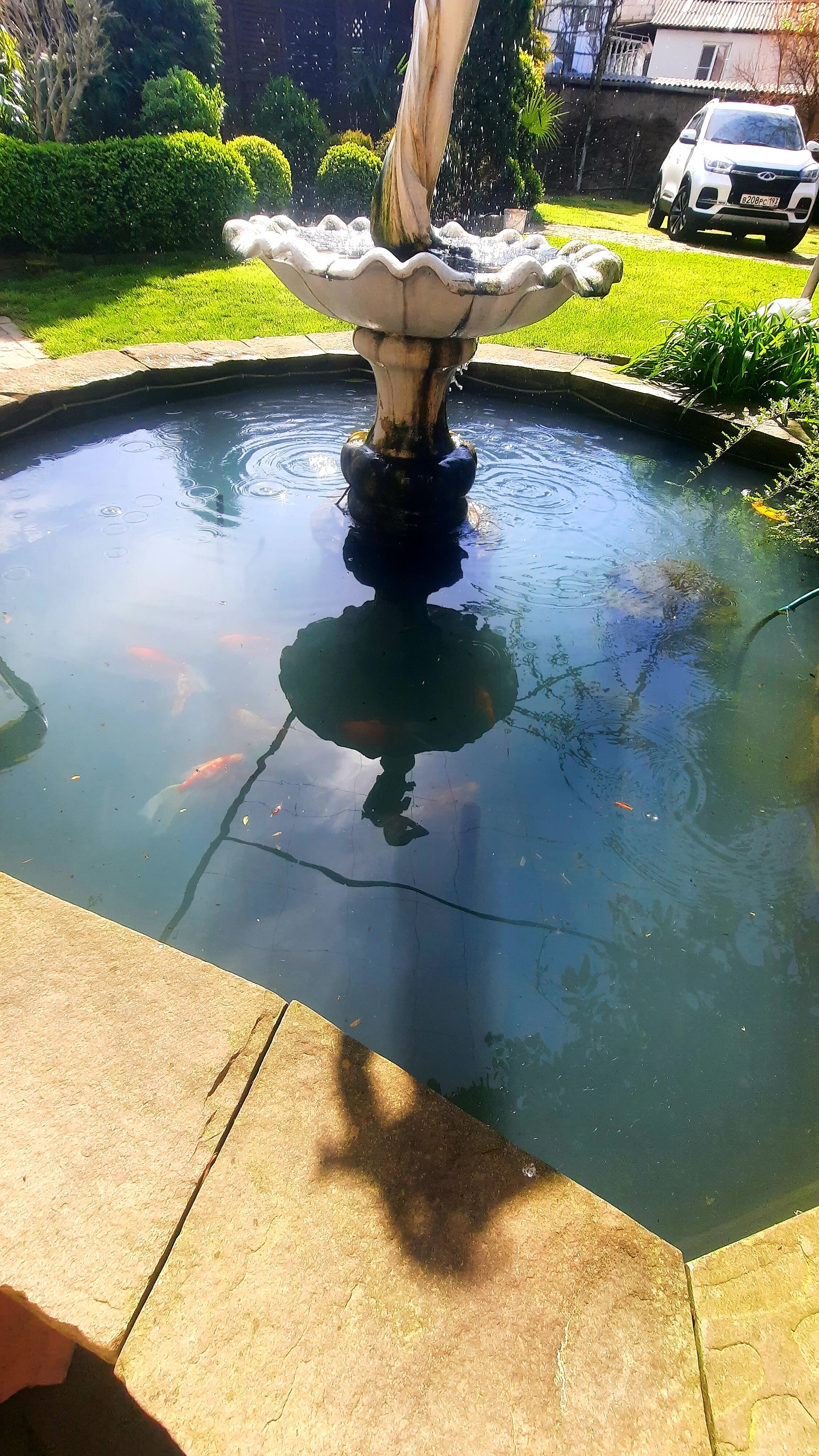 Фото Солоники