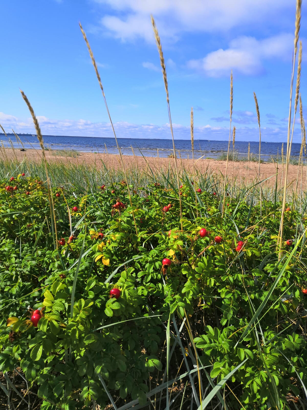 Фото Тарховка