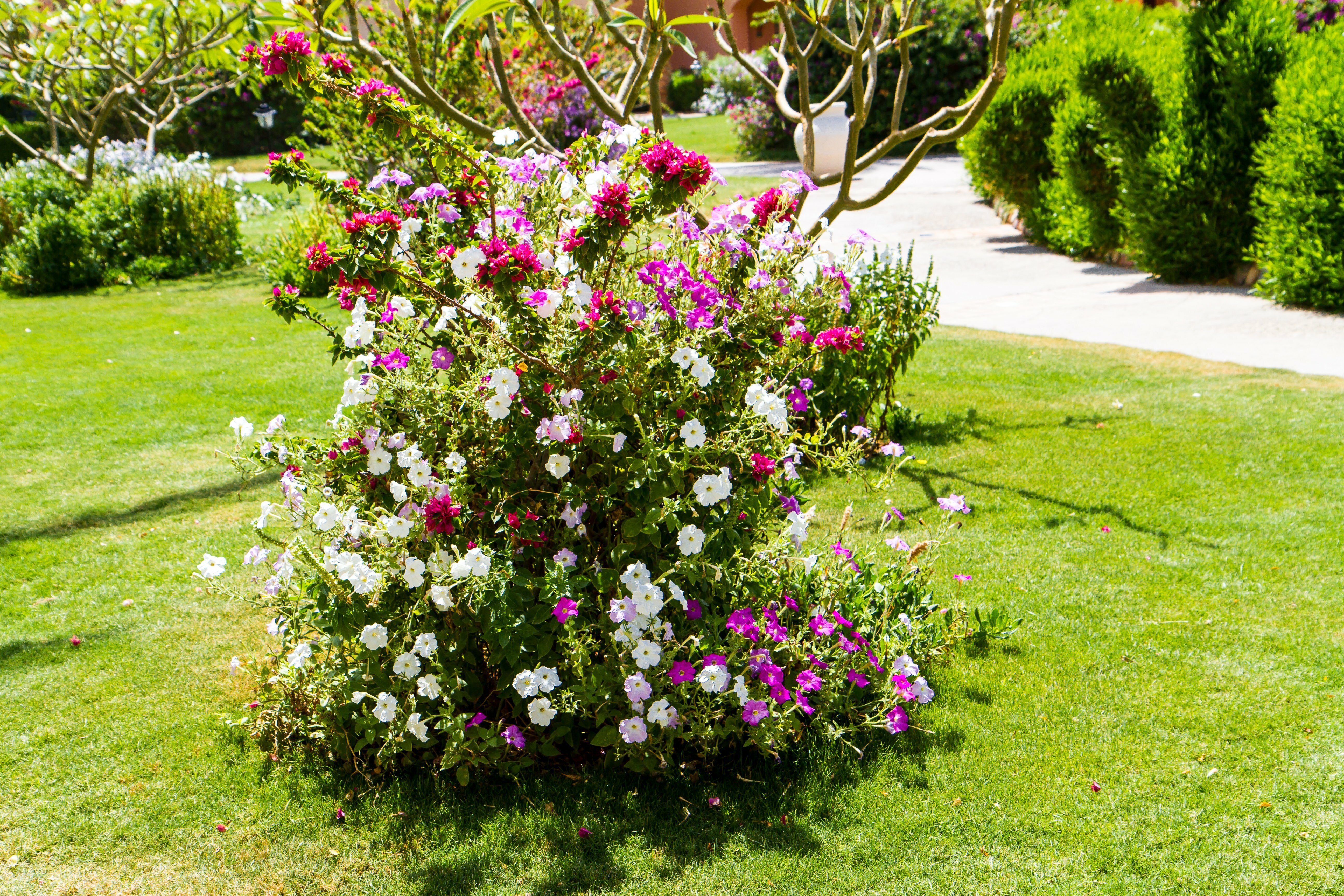 Фото Джаз Макадина