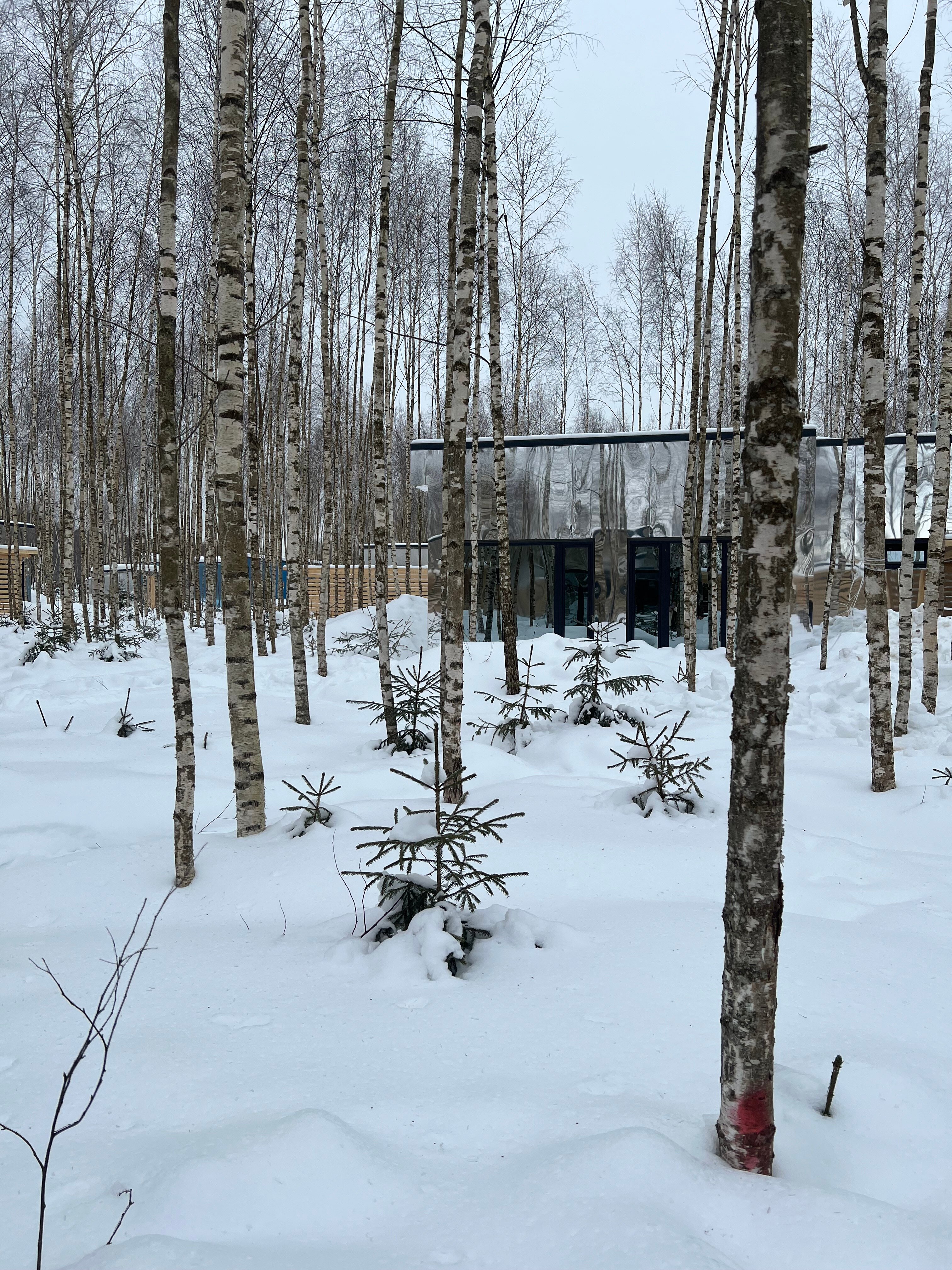 Фото Мы Дома- Зеркальный лес