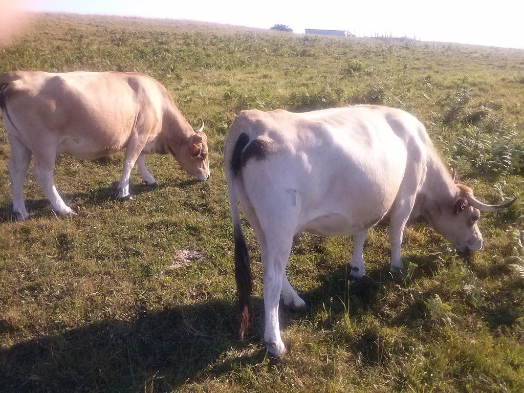 Фото Posada la Maza