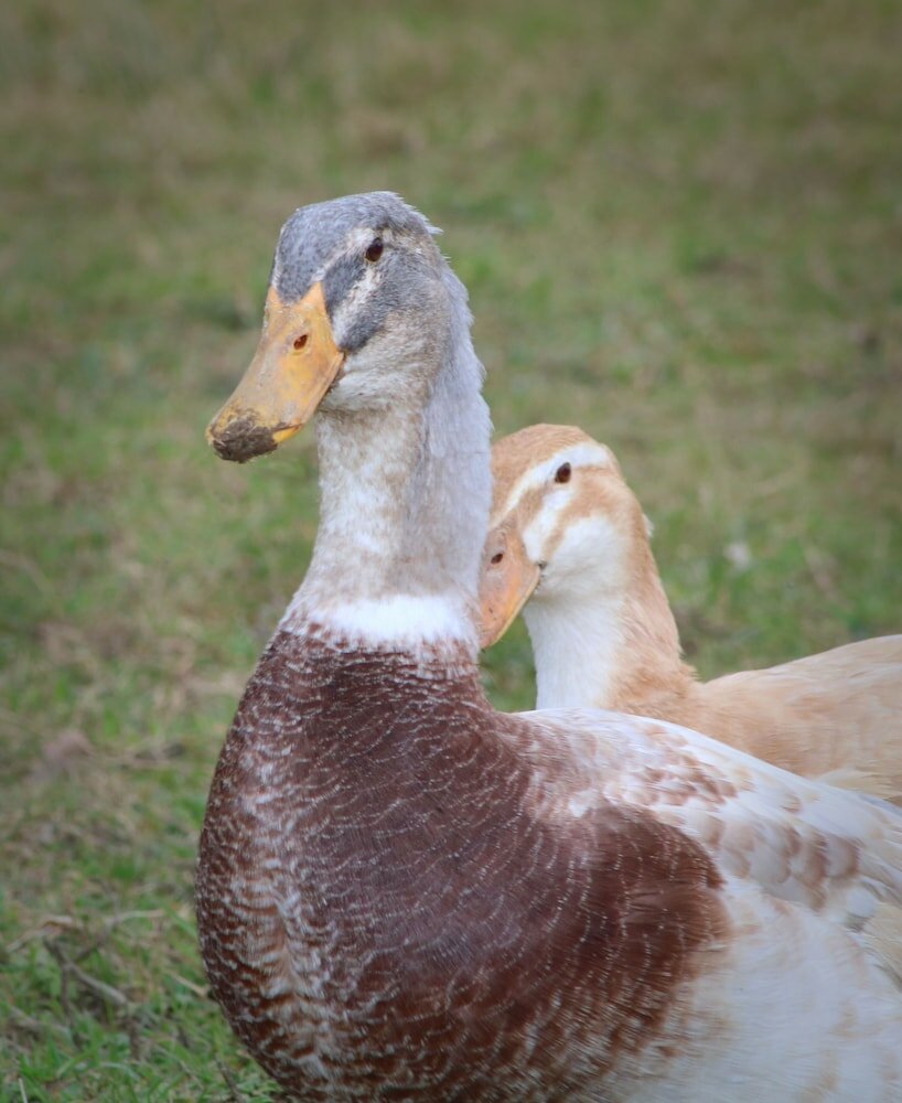 Фото Dartmoor Reach Alpaca Farm