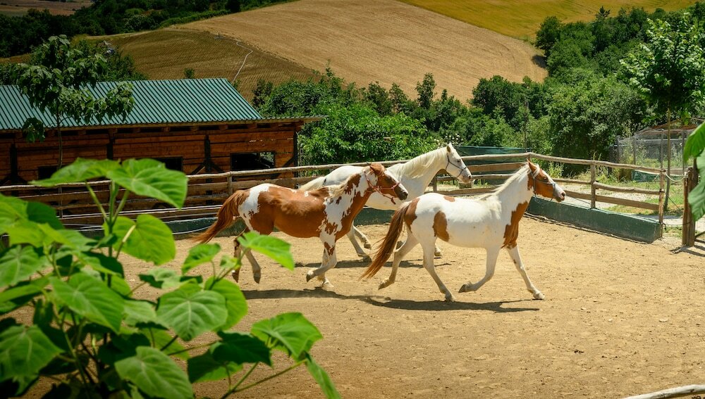 Фото 3 Hills Boutique Hotel